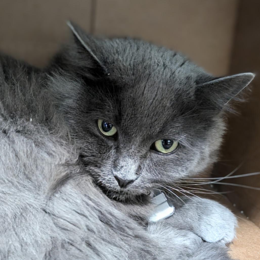 Bluebell, a Adoptable Domestic Medium Hair in Evansville, IN image 2/4