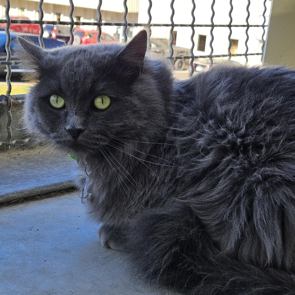 Bluebell, a Adoptable Domestic Medium Hair in Evansville, IN image 3/4