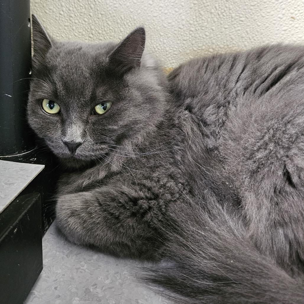 Bluebell, a Adoptable Domestic Medium Hair in Evansville, IN image 4/4