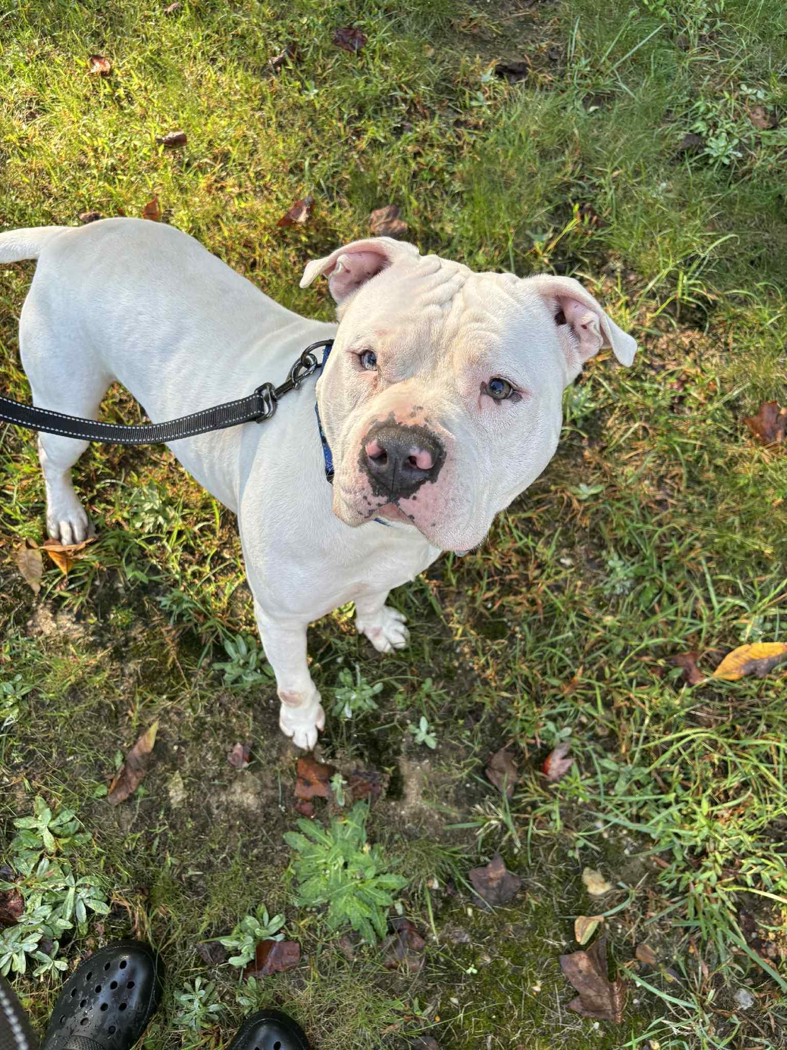 Enlarge Benny, a Adoptable American Staffordshire Terrier in Mechanicsville, MD image 1/4