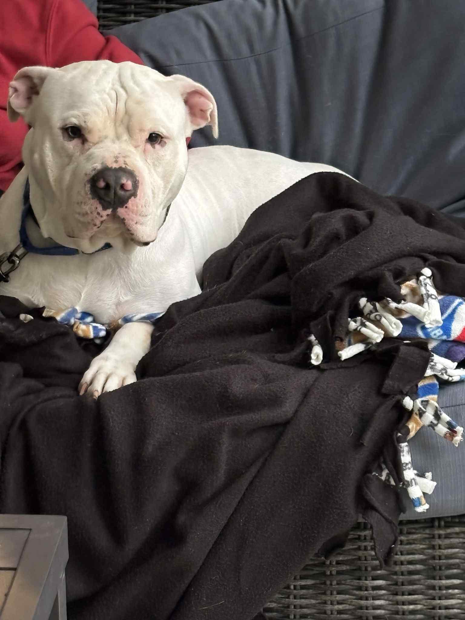 Enlarge Benny, a Adoptable American Staffordshire Terrier in Mechanicsville, MD image 2/4