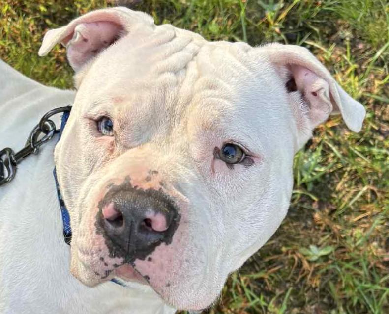 Enlarge Benny, a Adoptable American Staffordshire Terrier in Mechanicsville, MD image 3/4