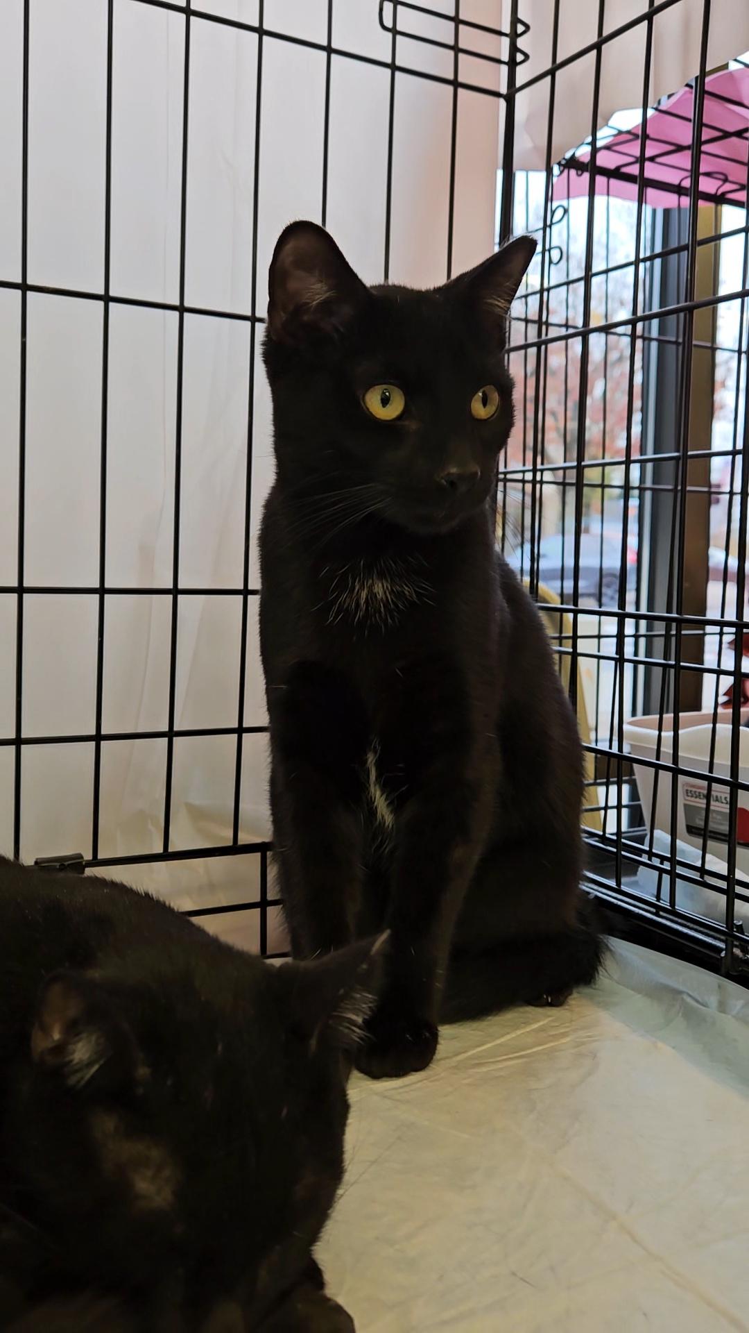 BIRDIE & BINGO - Young and affectionate