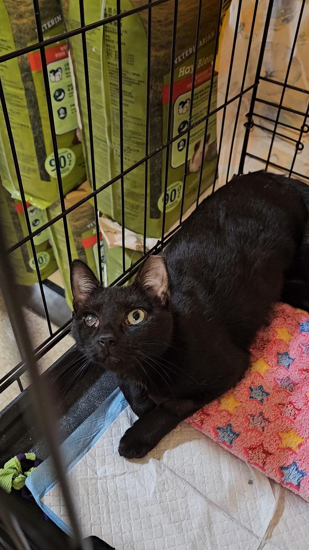 BIRDIE & BINGO - Young and affectionate