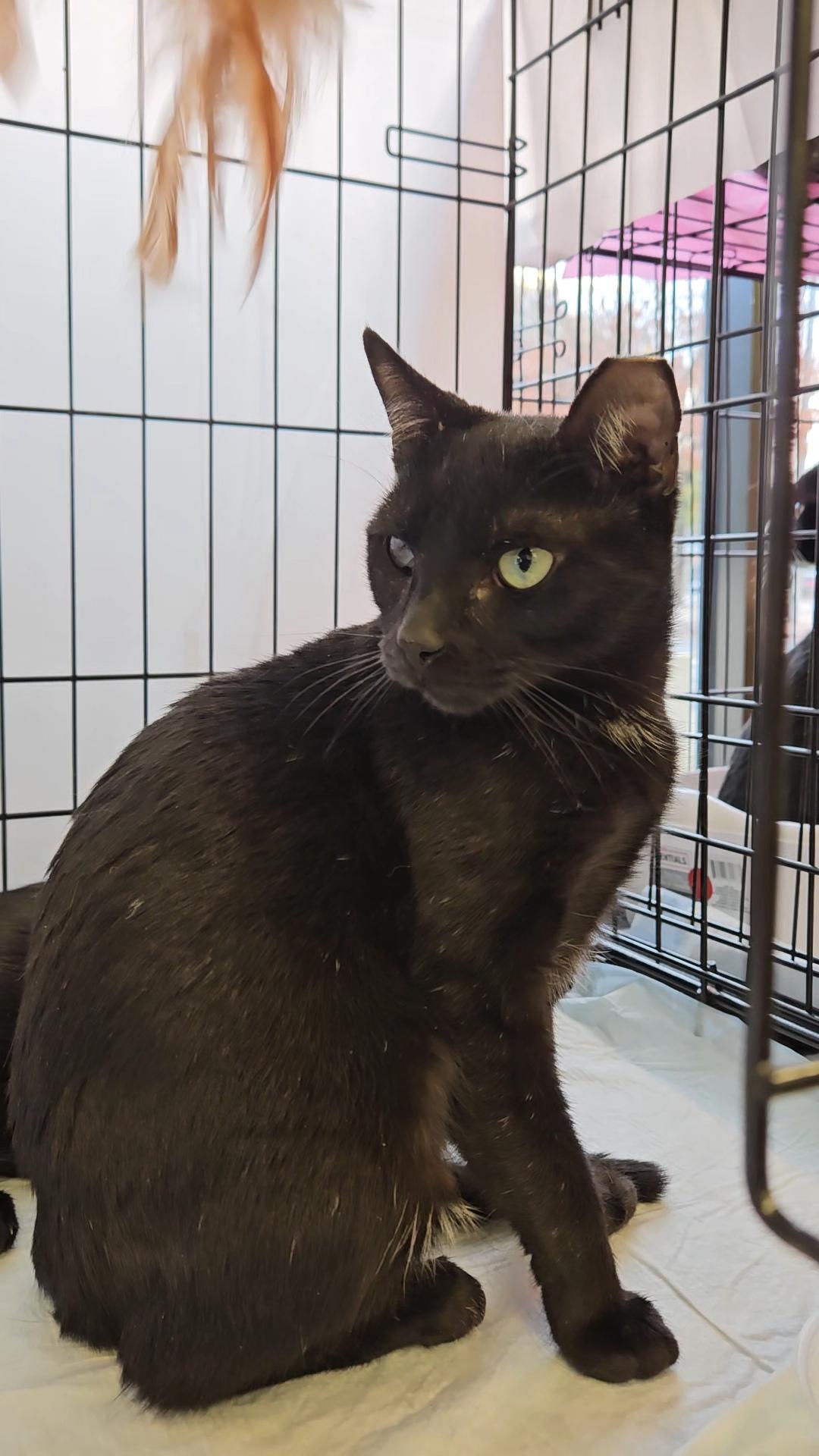 BIRDIE & BINGO - Young and affectionate