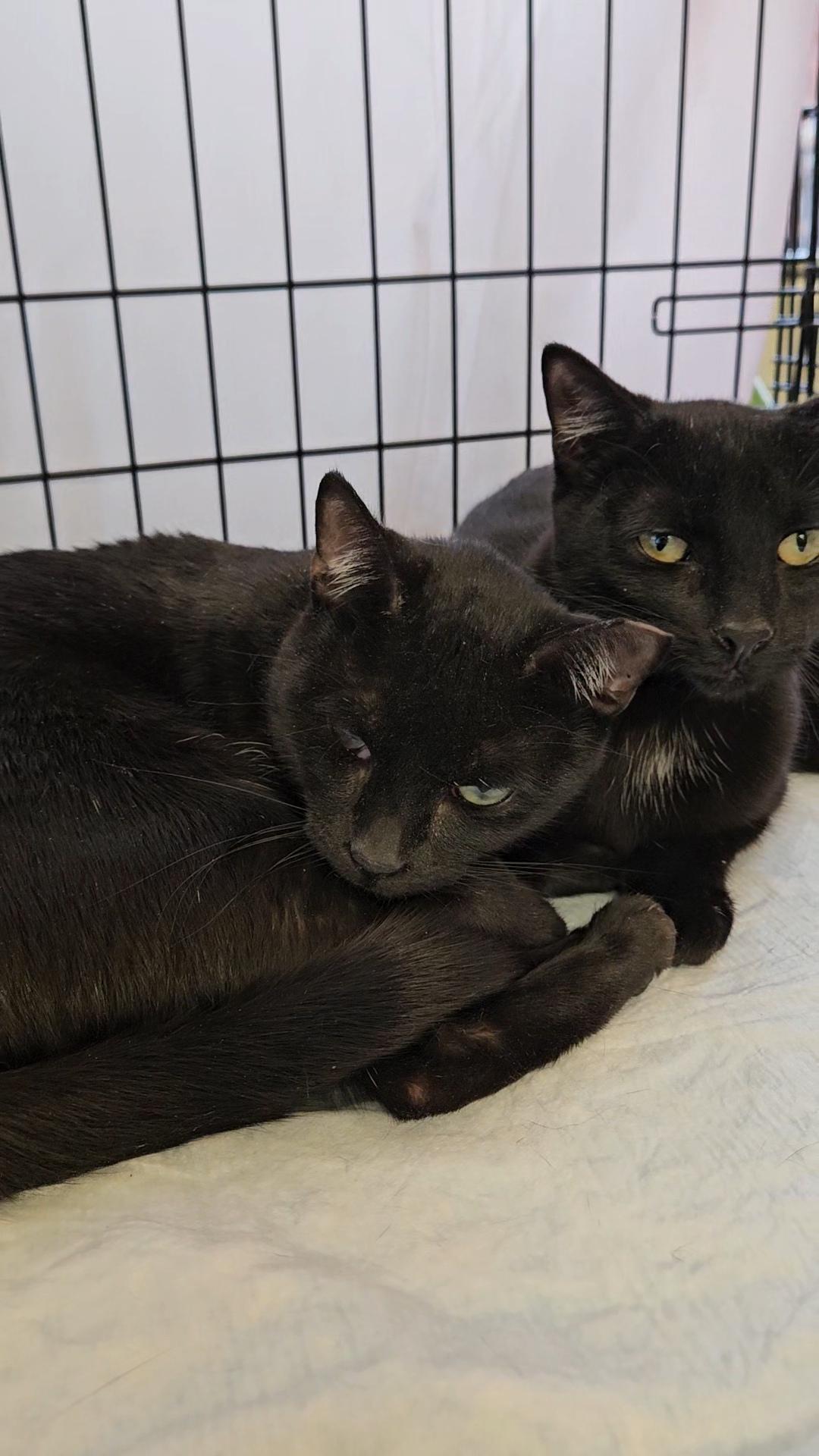 BIRDIE & BINGO - Young and affectionate