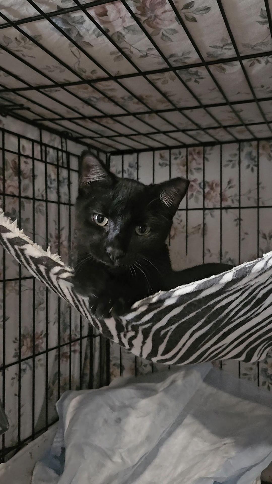 BIRDIE & BINGO - Young and affectionate