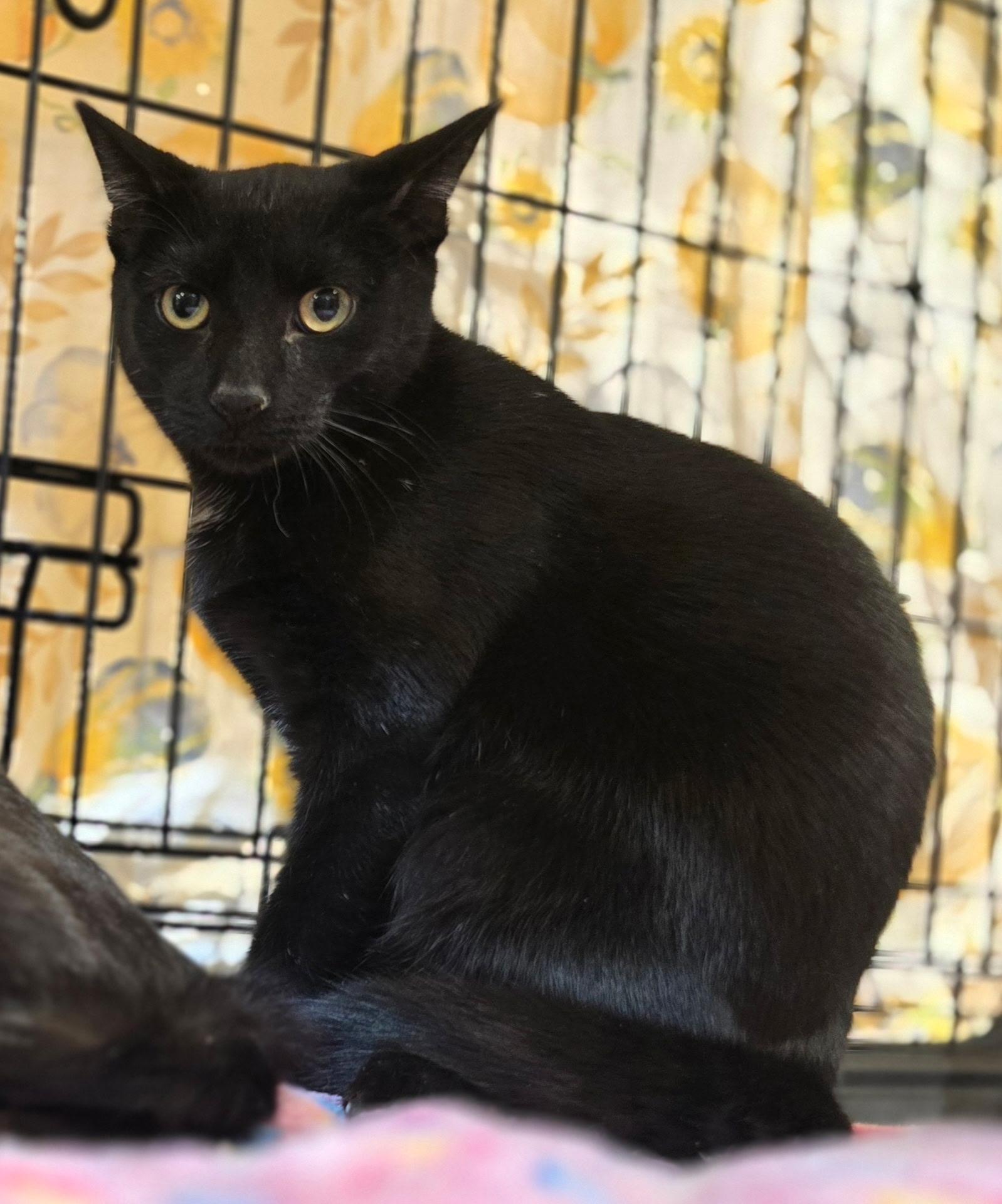 BIRDIE & BINGO - Young and affectionate