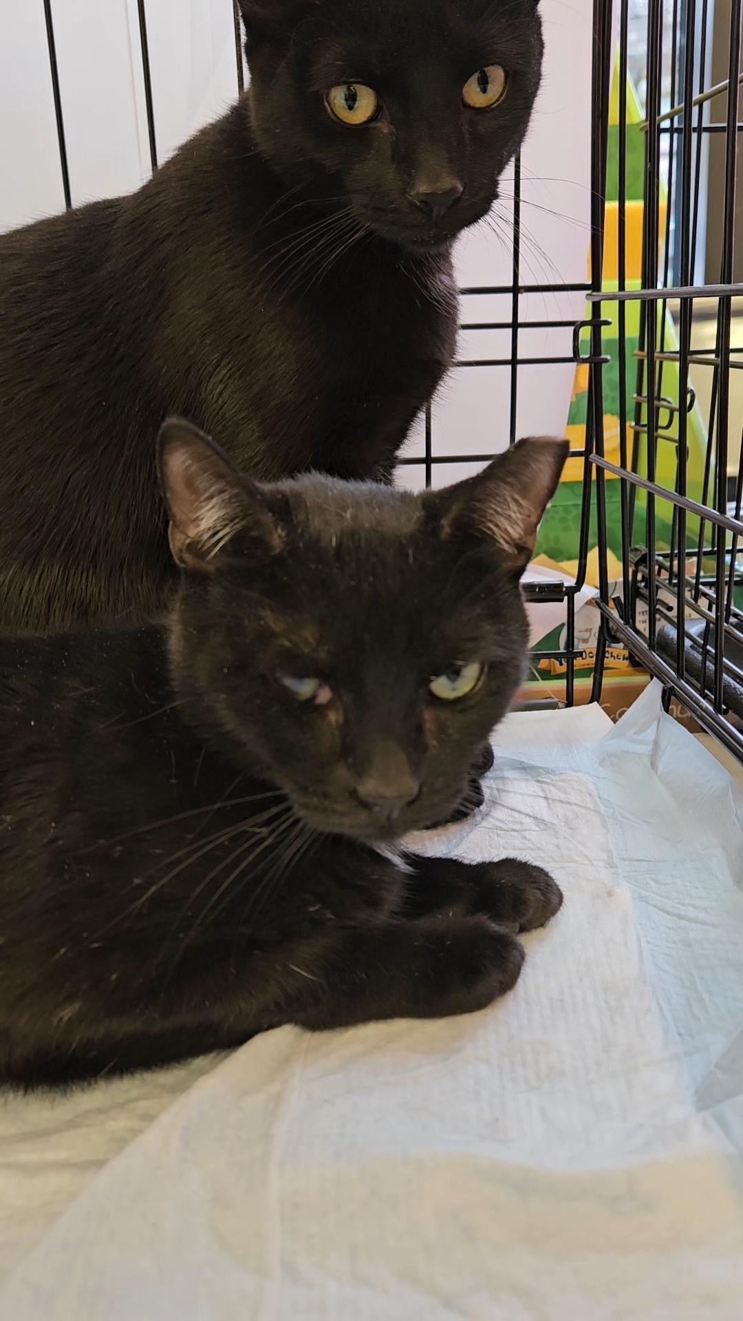 BIRDIE & BINGO - Young and affectionate