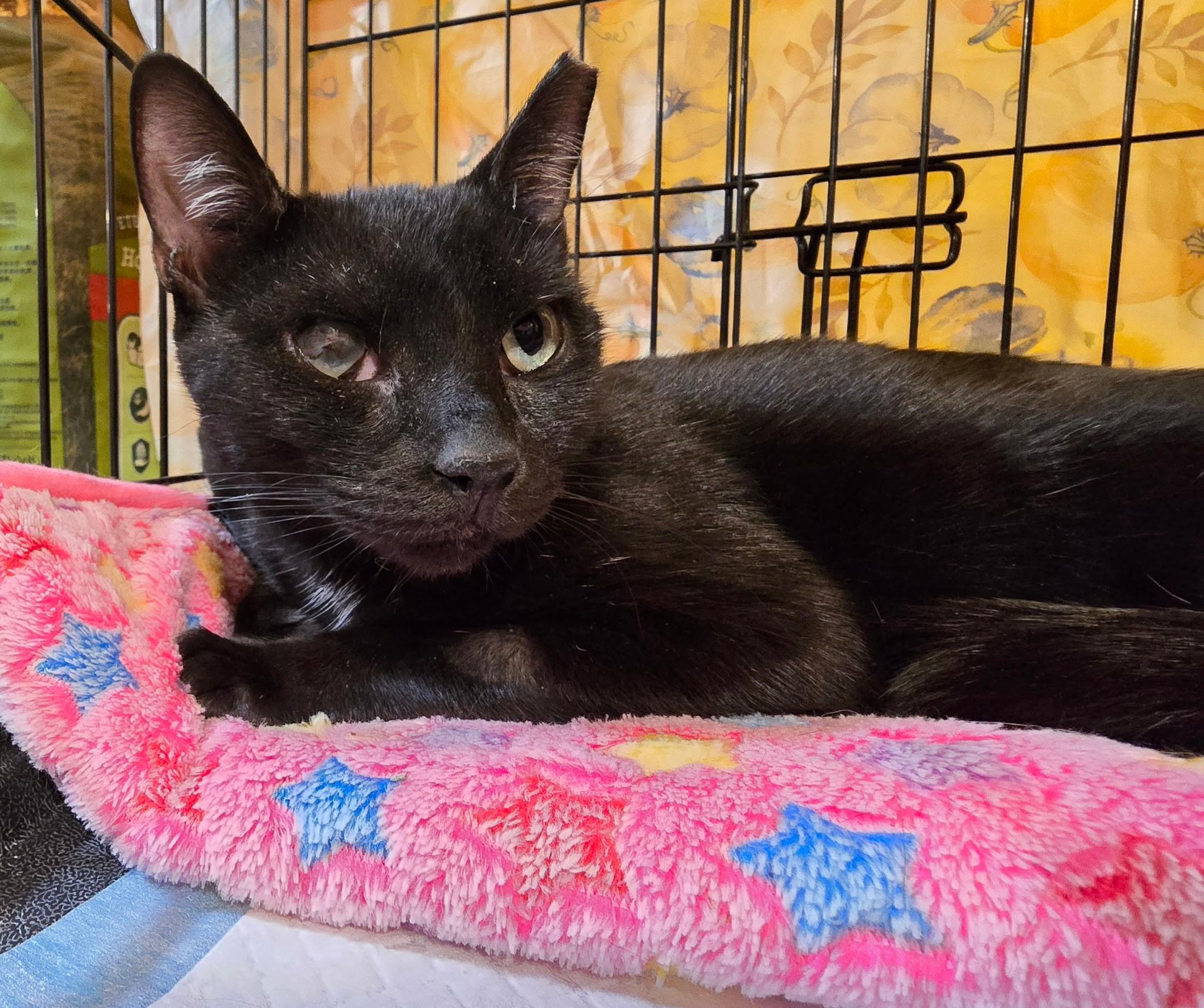 BIRDIE & BINGO - Young and affectionate