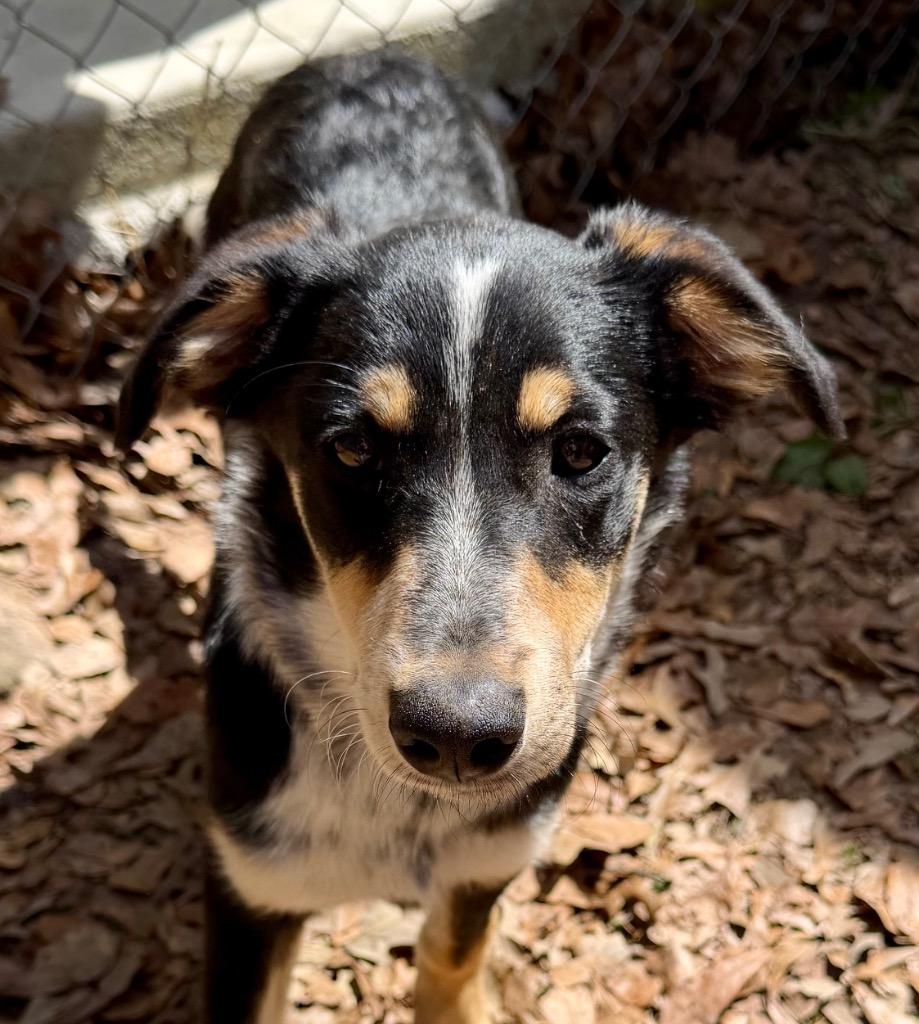 Enlarge Romeo, a Adoptable mixed breed in Gilmer, TX image 1/6