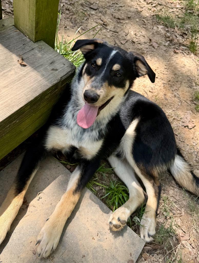 Enlarge Romeo, a Adoptable mixed breed in Gilmer, TX image 2/6