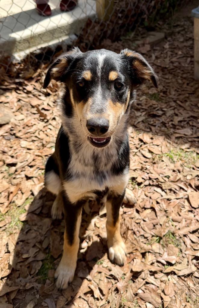 Enlarge Romeo, a Adoptable mixed breed in Gilmer, TX image 3/6