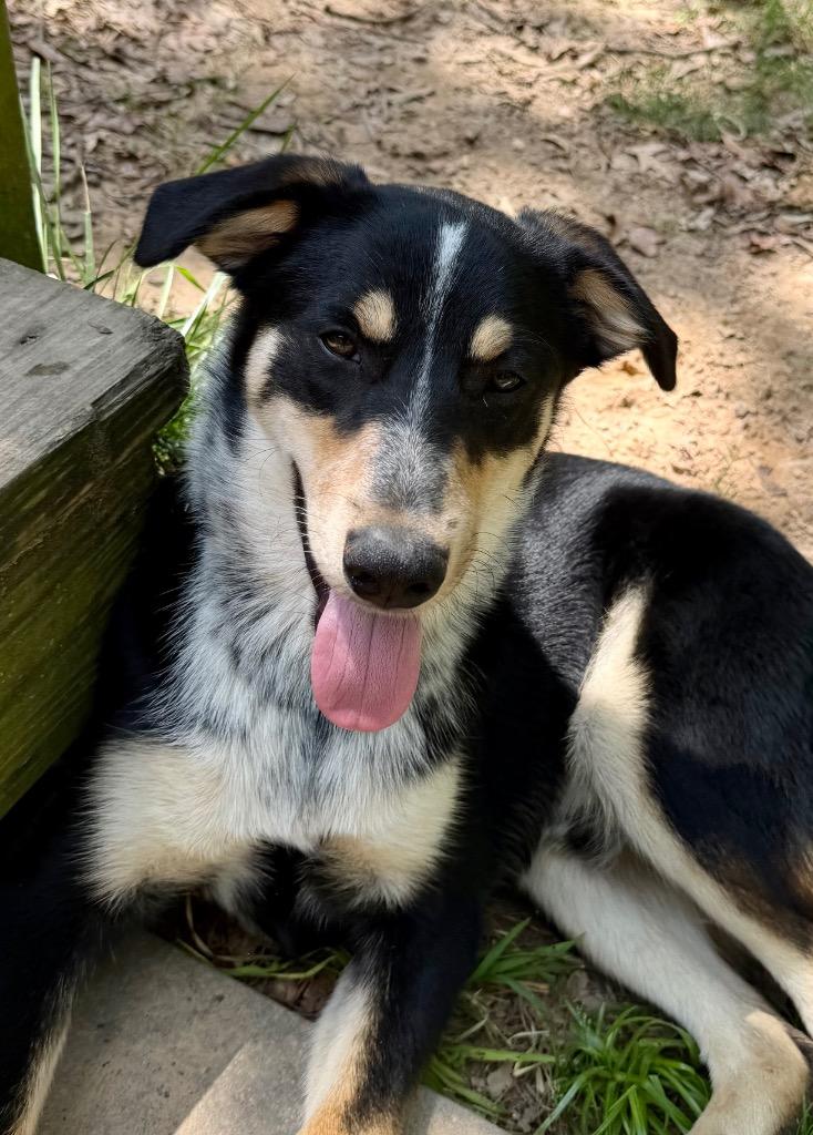 Enlarge Romeo, a Adoptable mixed breed in Gilmer, TX image 4/6