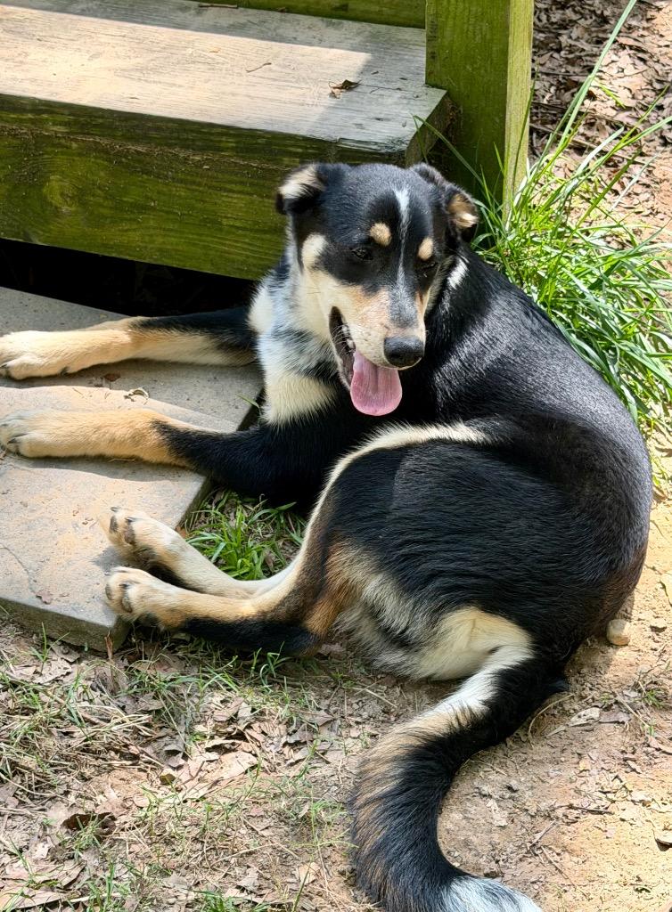 Enlarge Romeo, a Adoptable mixed breed in Gilmer, TX image 5/6