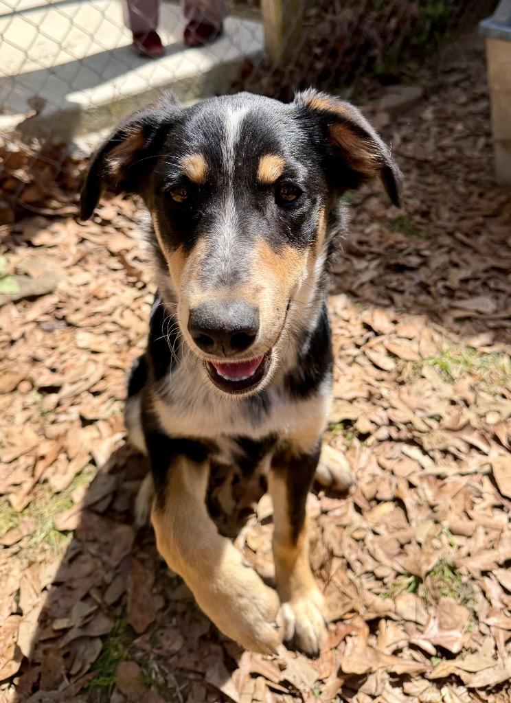 Enlarge Romeo, a Adoptable mixed breed in Gilmer, TX image 6/6