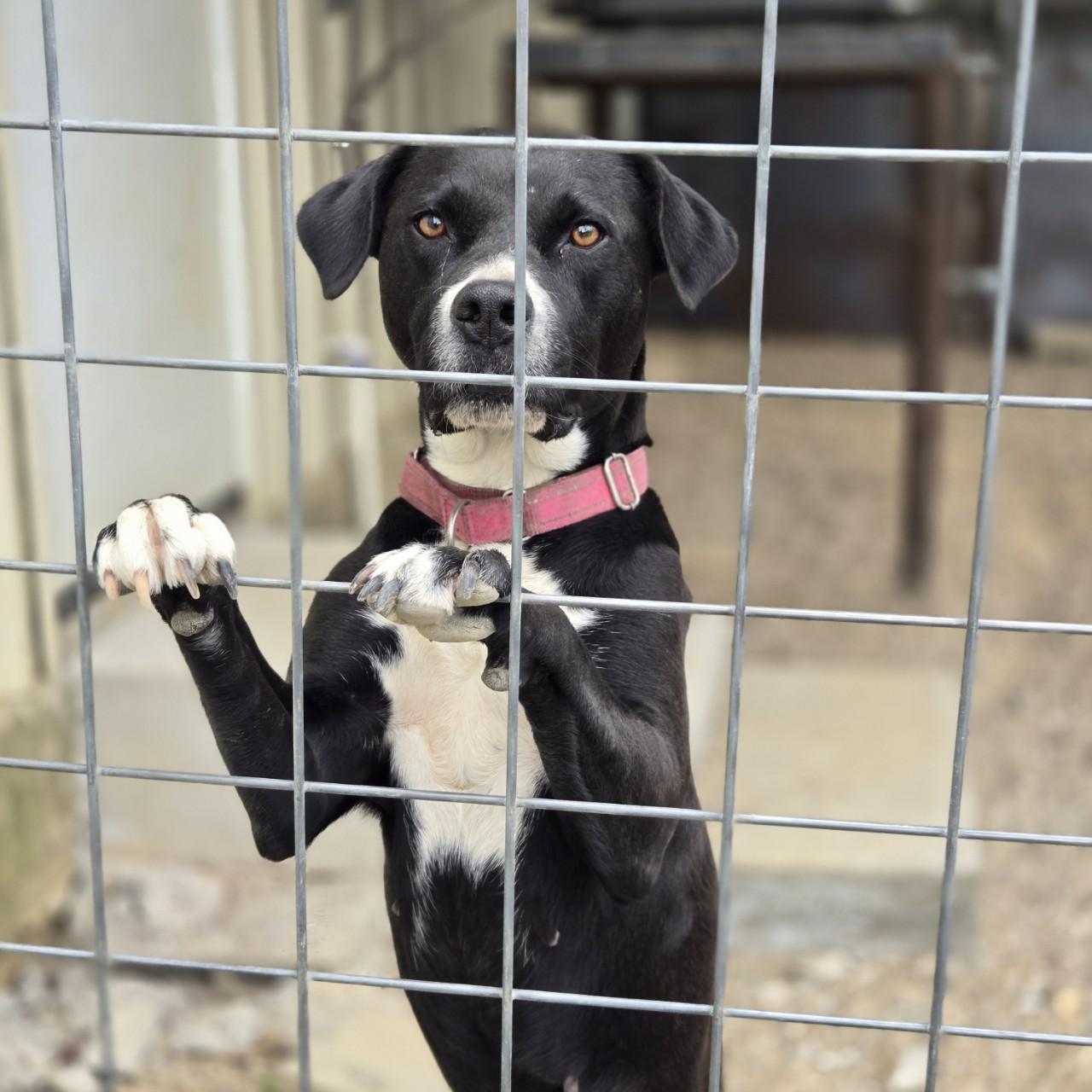 Enlarge Rosie, a Adoptable mixed breed in Mansfield, TX image 5/6