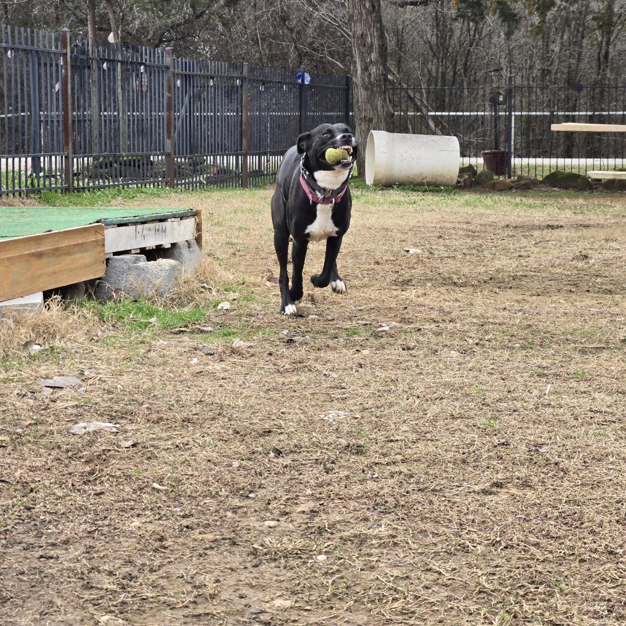 Enlarge Rosie, a Adoptable mixed breed in Mansfield, TX image 6/6