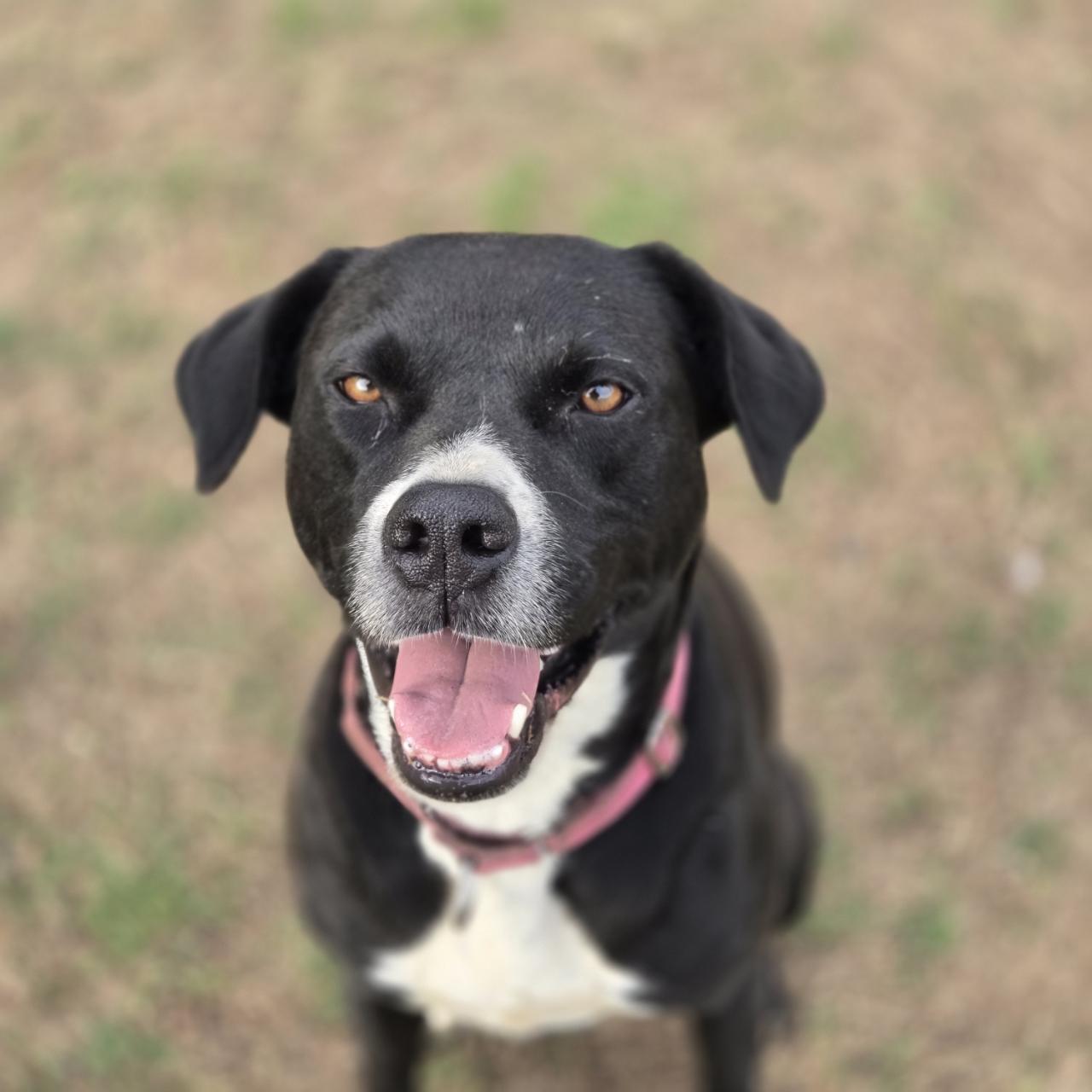 Rosie, Adoptable, Adult Female Pit Bull Terrier & Black Labrador Retriever.