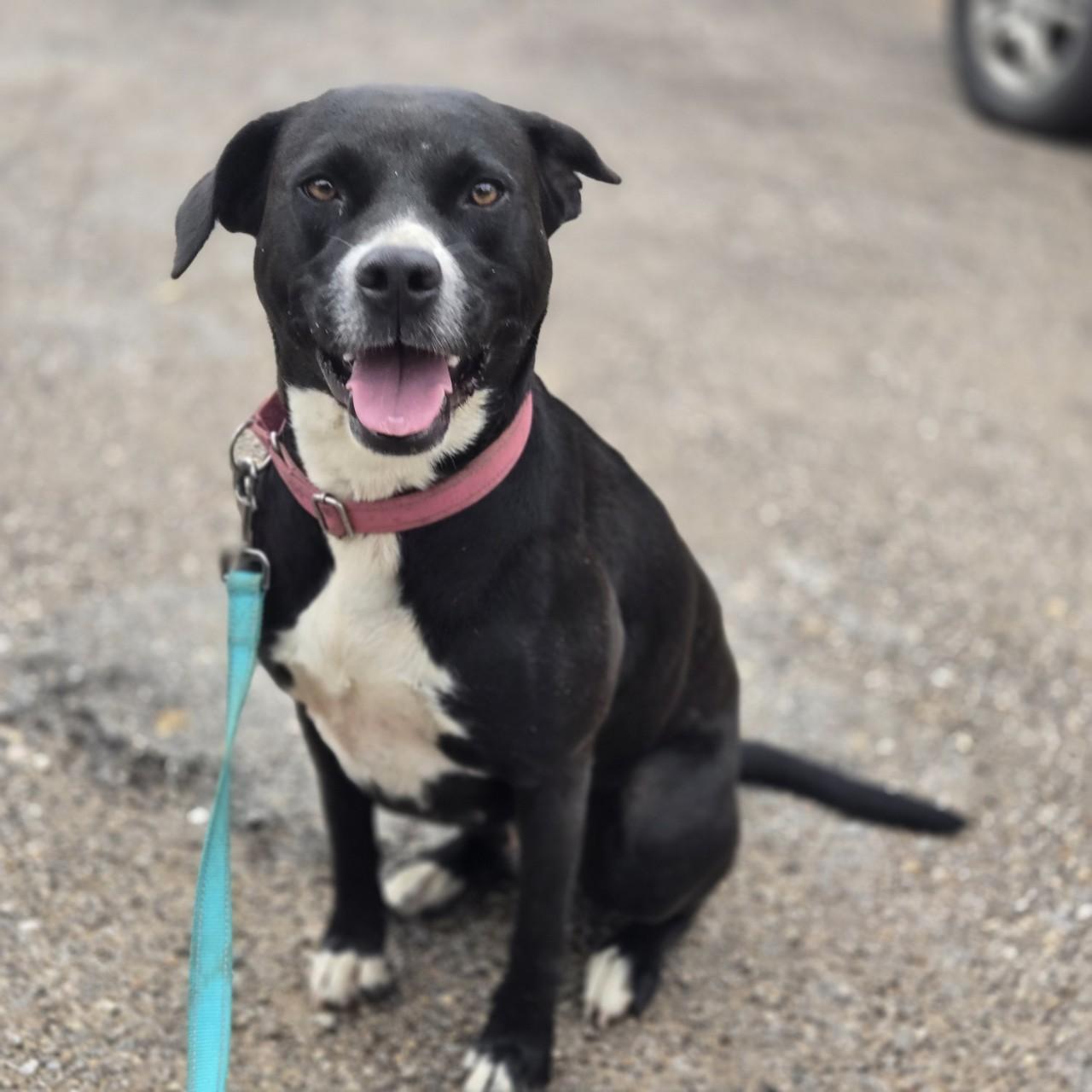 Enlarge Rosie, a Adoptable mixed breed in Mansfield, TX image 4/6