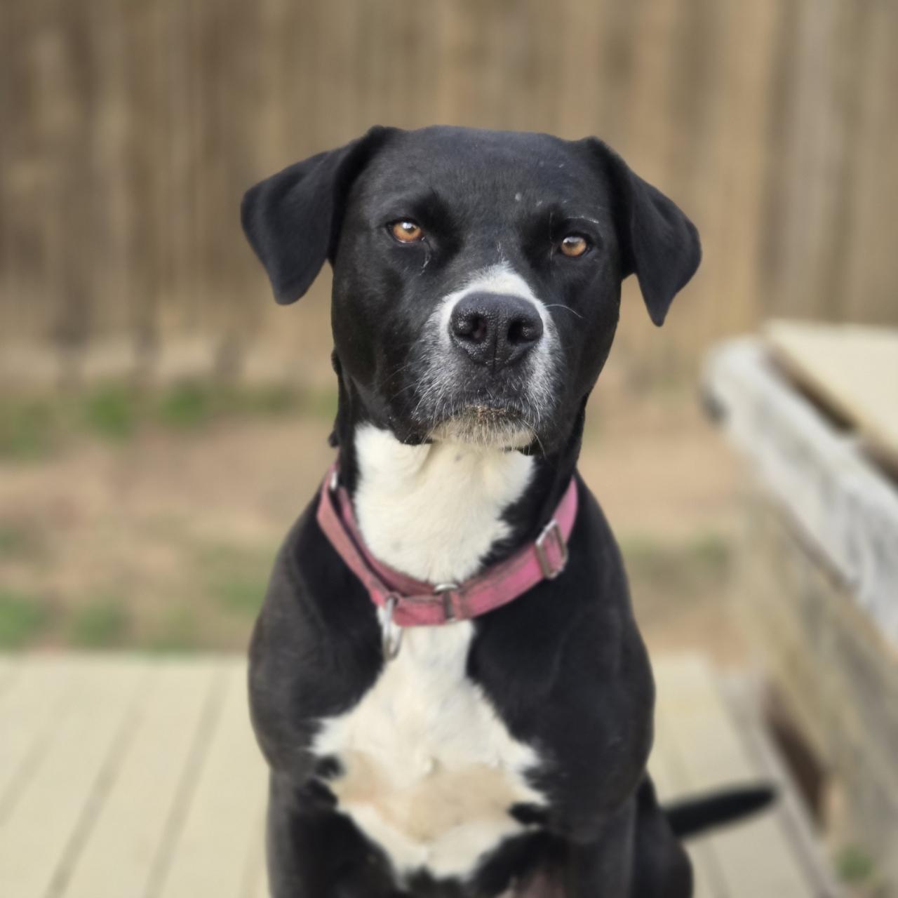 Enlarge Rosie, a Adoptable mixed breed in Mansfield, TX image 2/6
