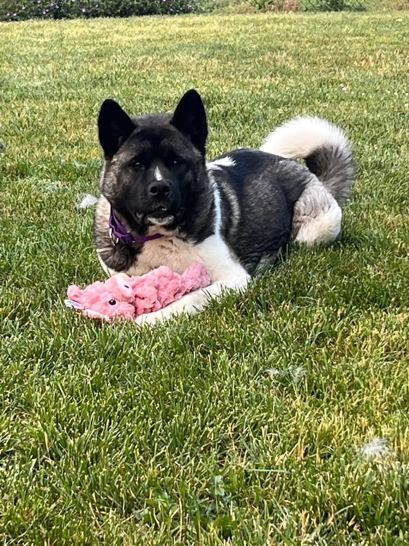 Enlarge Ally, a ADOPTABLE Akita in Chicago, IL image 5/6