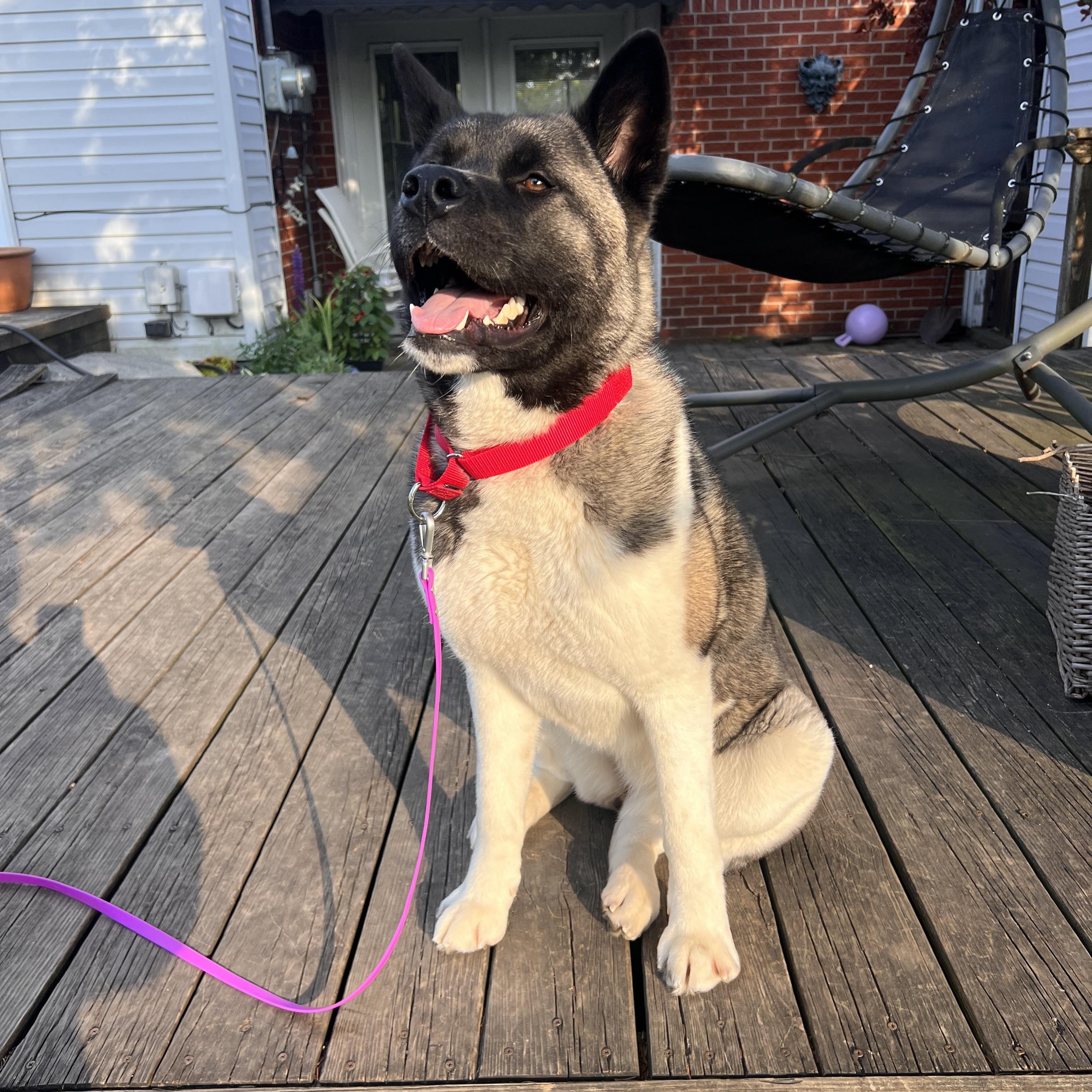 Enlarge Ally, a ADOPTABLE Akita in Chicago, IL image 4/6