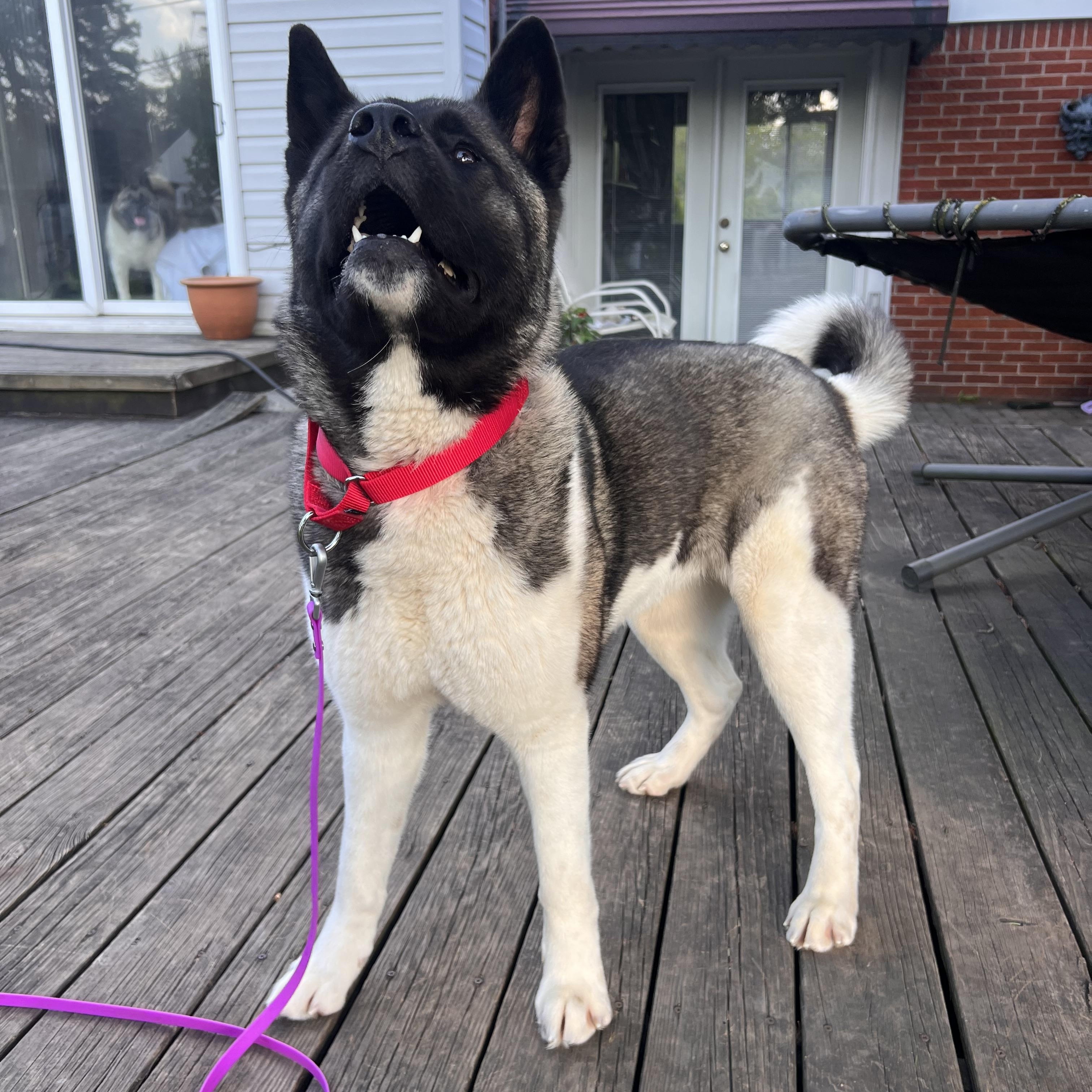 Enlarge Ally, a ADOPTABLE Akita in Chicago, IL image 6/6