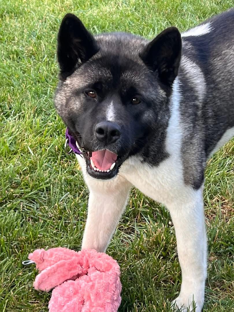 Enlarge Ally, a ADOPTABLE Akita in Chicago, IL image 1/6