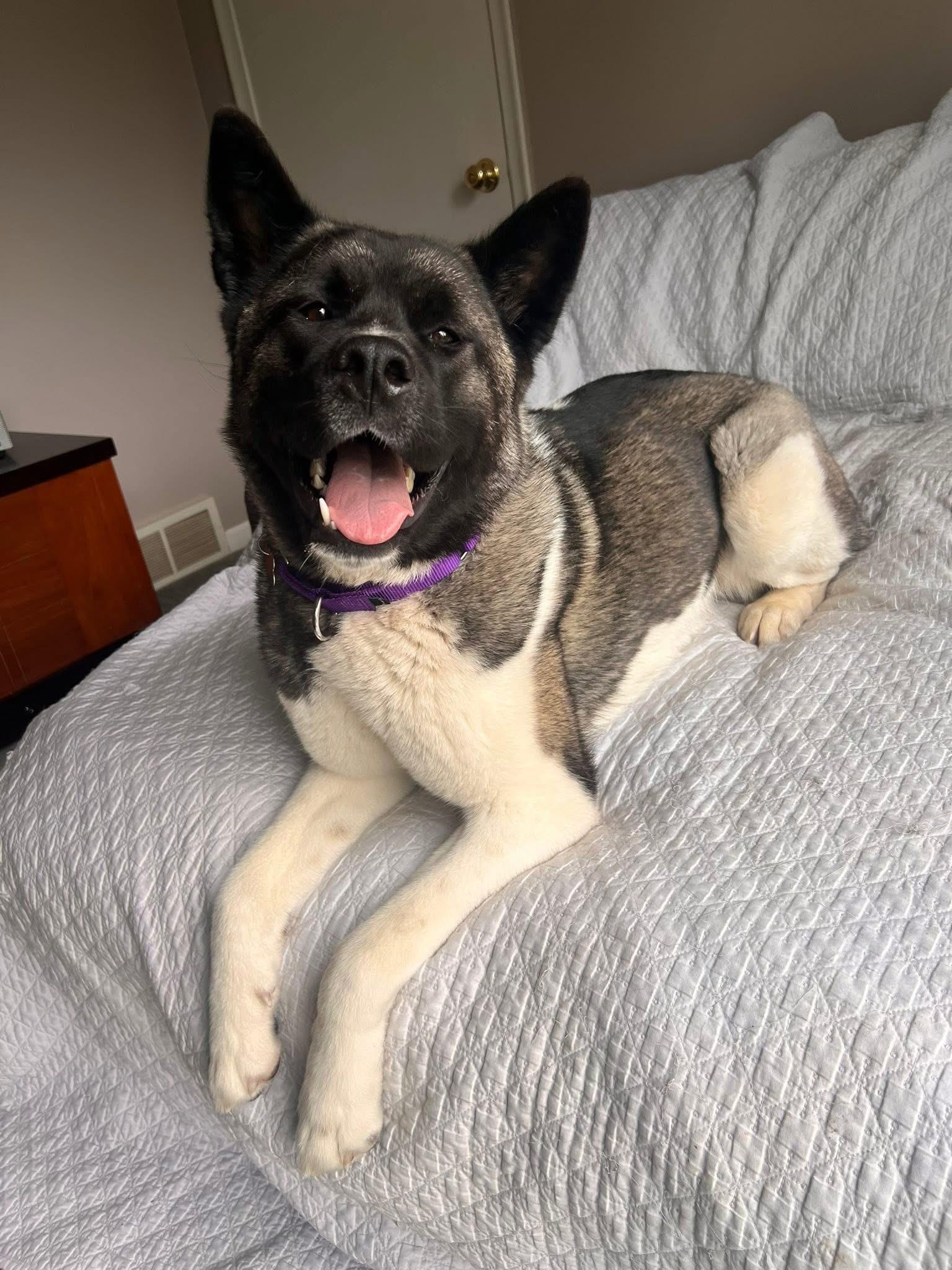 Enlarge Ally, a ADOPTABLE Akita in Chicago, IL image 3/6