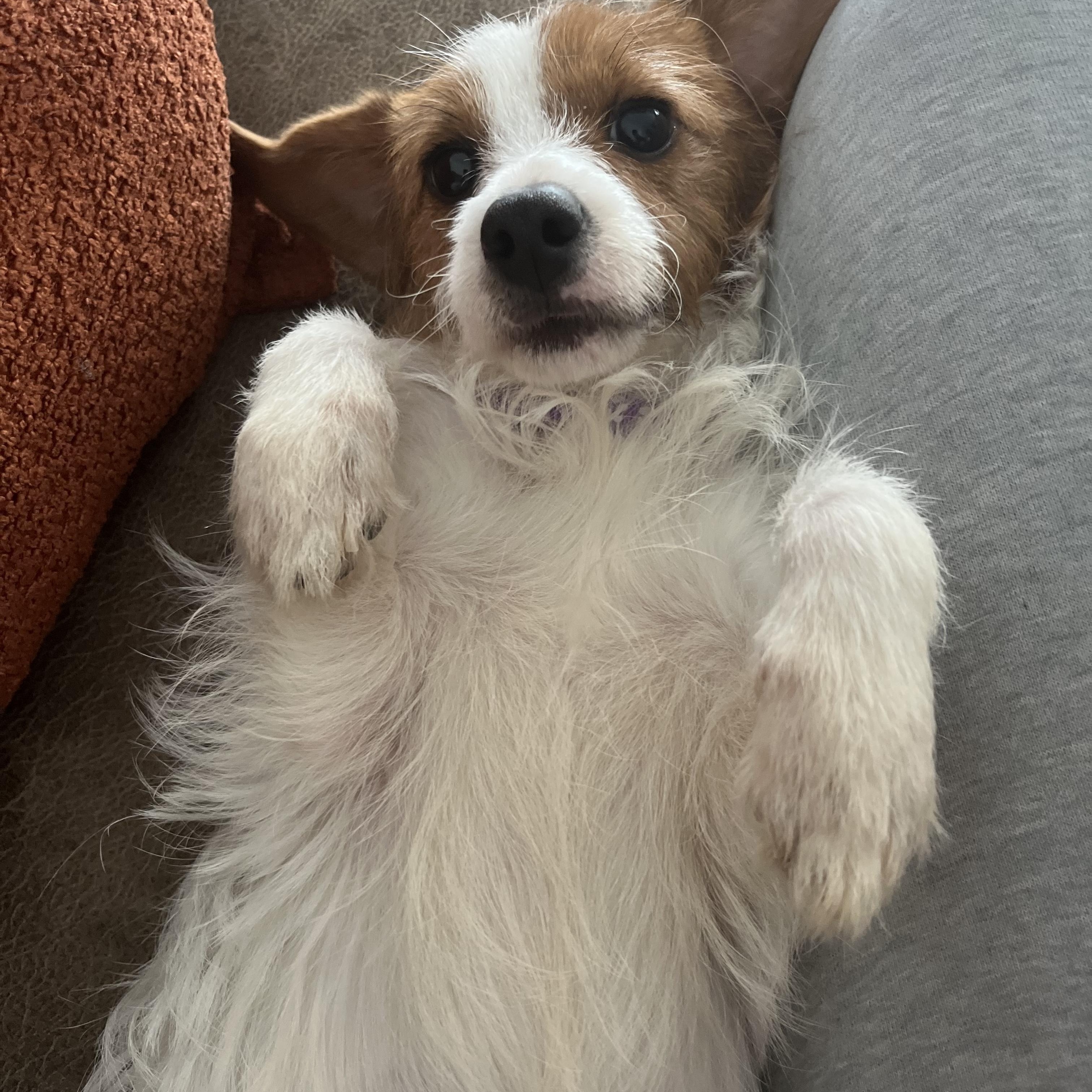 Enlarge Millie , an adopted mixed breed in Sherman, IL image 2/4