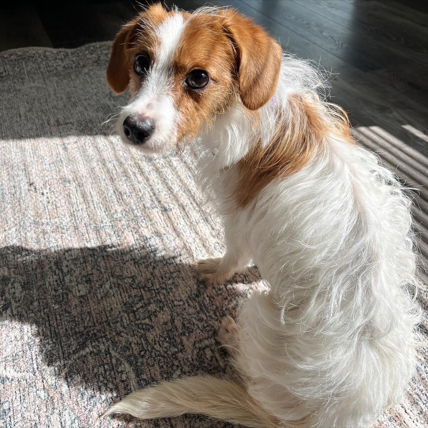 Enlarge Millie , an adopted mixed breed in Sherman, IL image 3/4