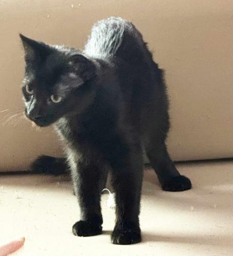 Cali, a Adoptable Domestic Short Hair in St. Johnsbury, VT image 3/3