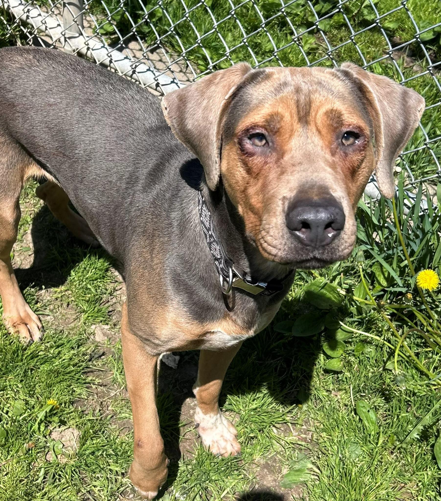 Enlarge Nana, a Adoptable Coonhound in Neillsville, WI image 5/5