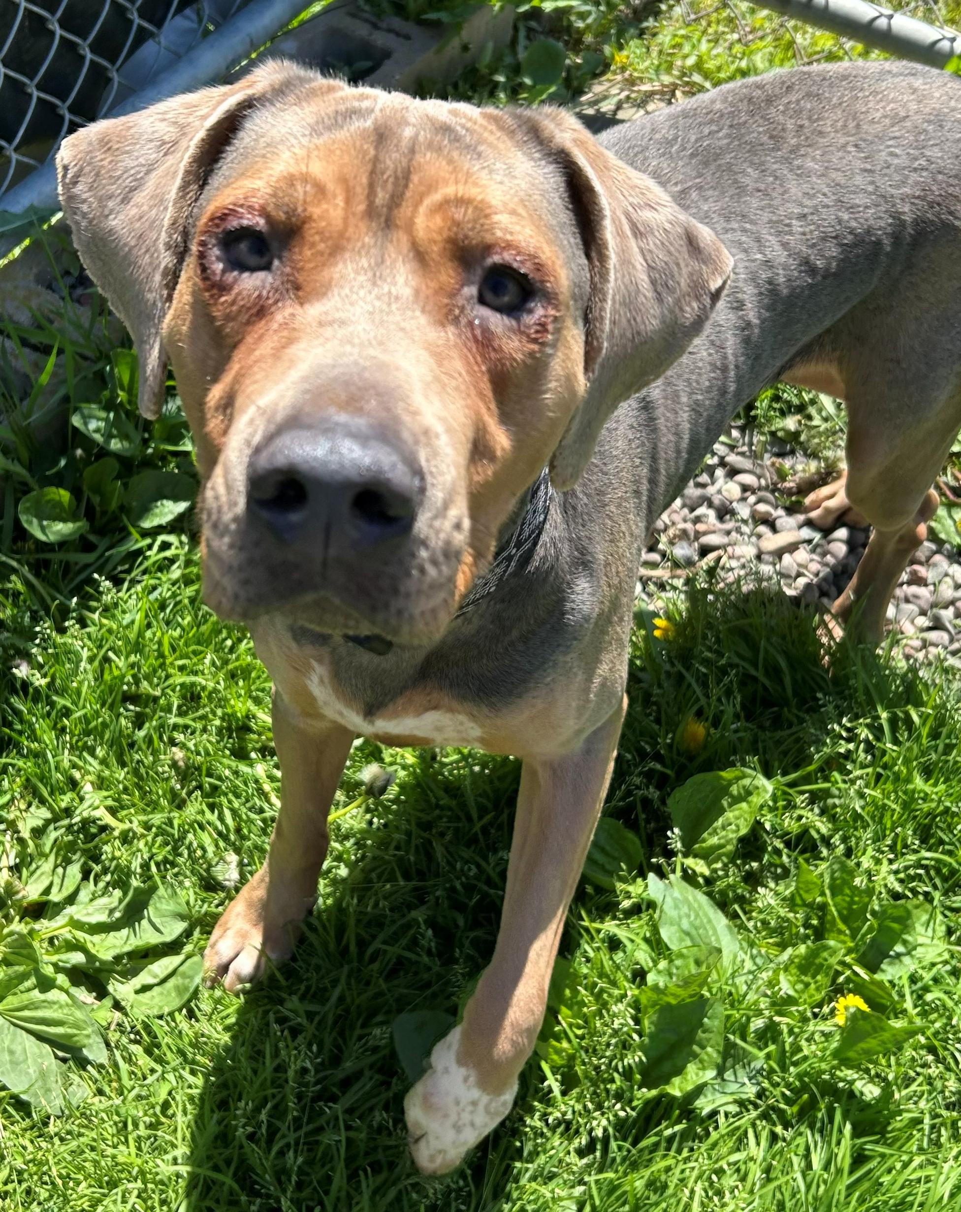 Enlarge Nana, a Adoptable Coonhound in Neillsville, WI image 2/5