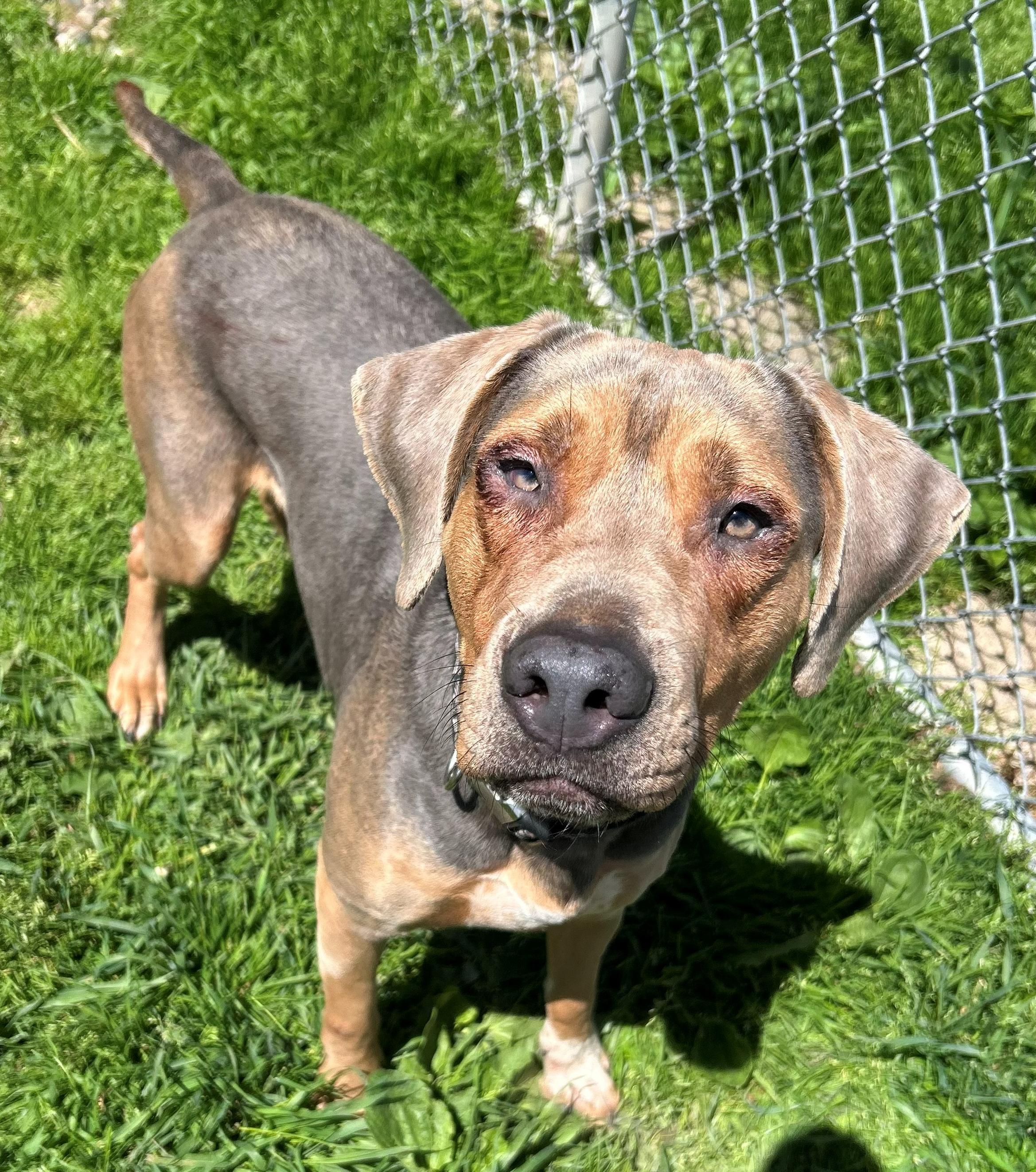 Enlarge Nana, a Adoptable Coonhound in Neillsville, WI image 3/5