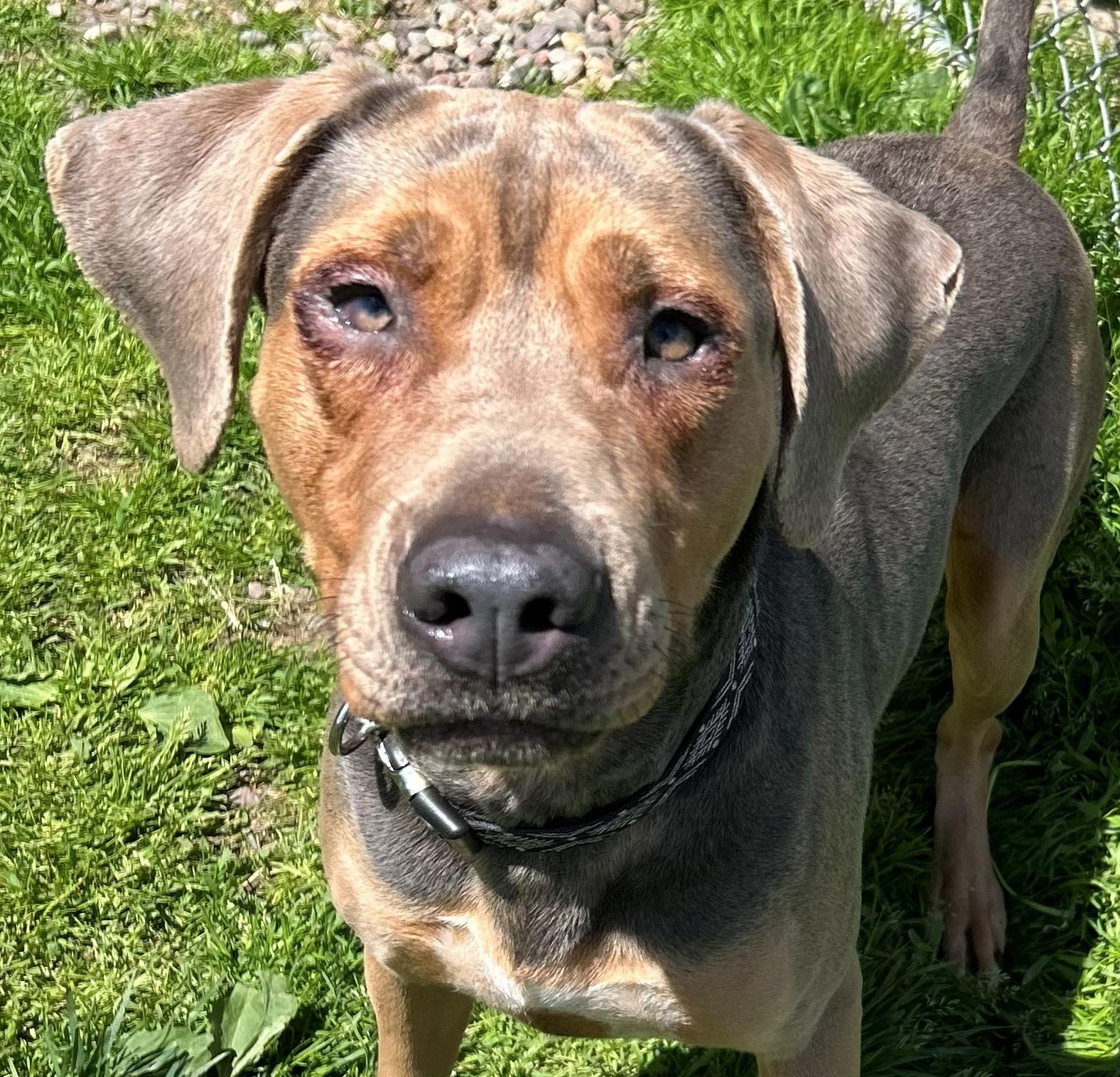 Enlarge Nana, a Adoptable Coonhound in Neillsville, WI image 1/5