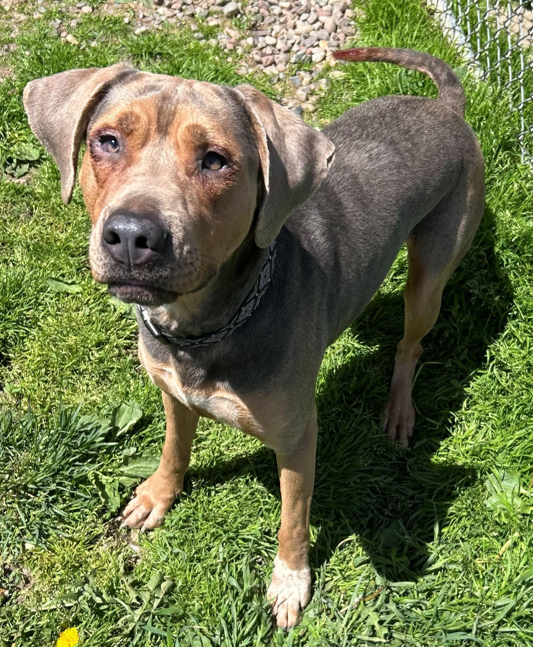 Enlarge Nana, a Adoptable Coonhound in Neillsville, WI image 4/5