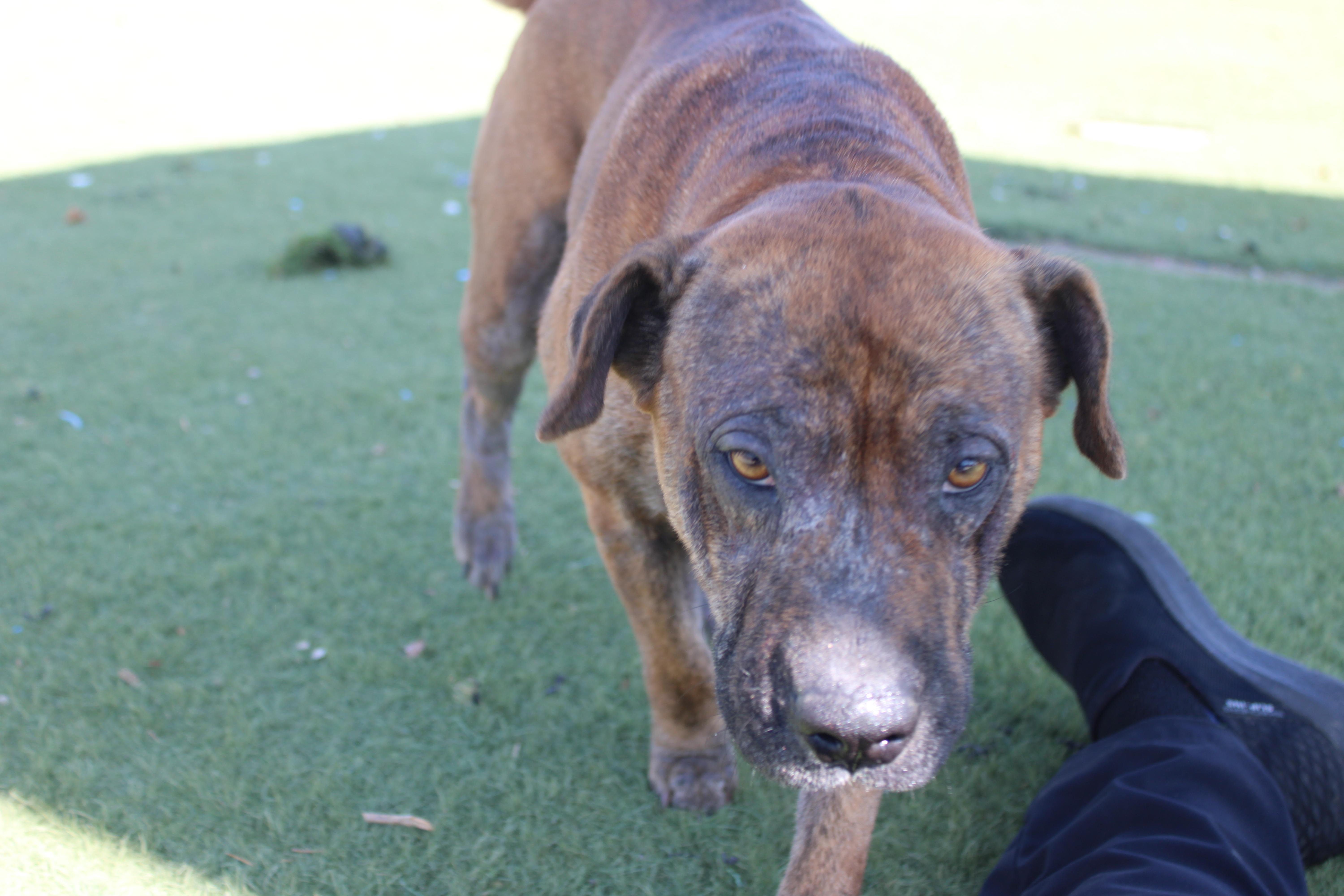 Enlarge Josie, a ADOPTABLE mixed breed in Wasco, CA image 5/6