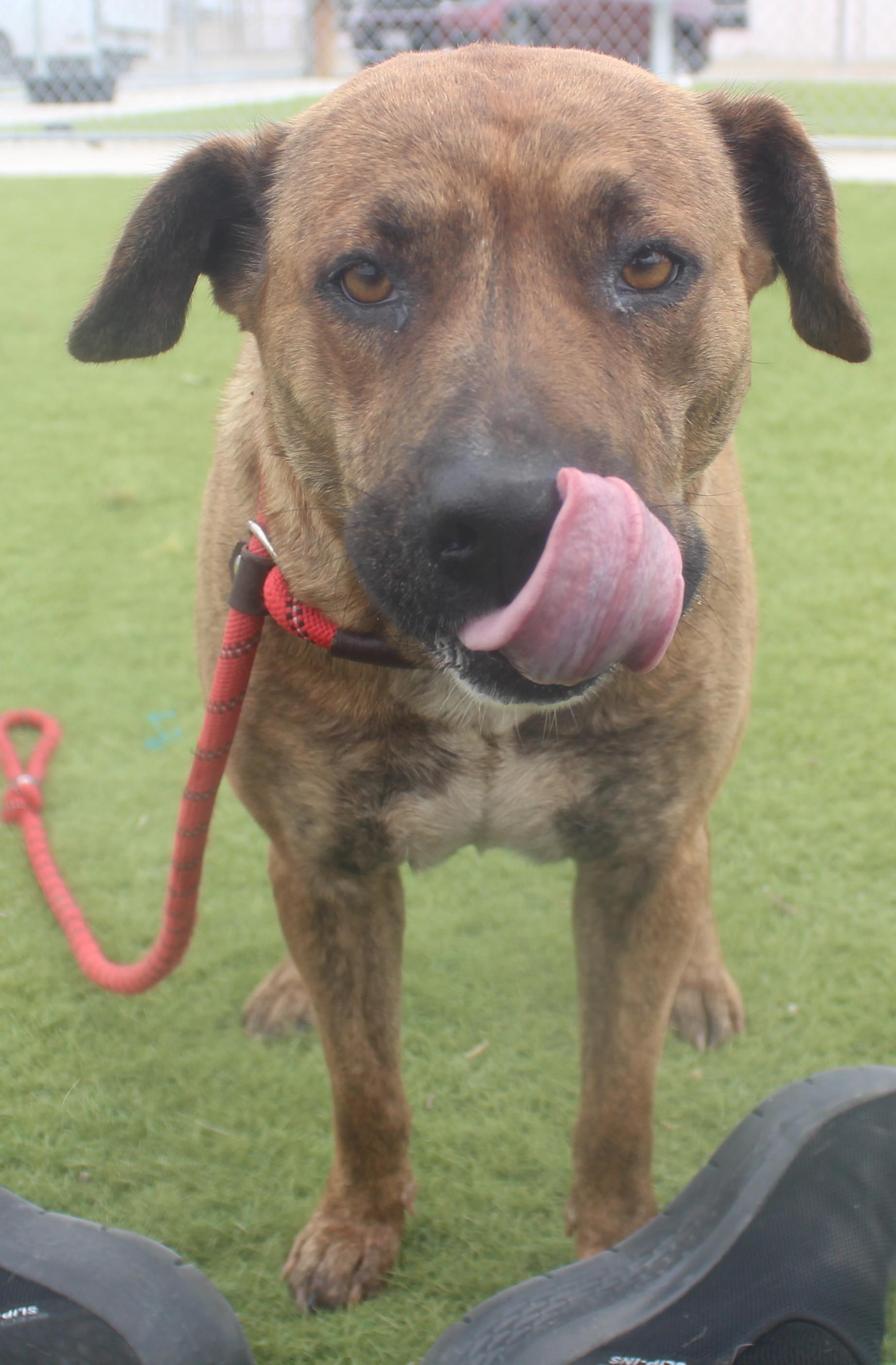 Josie, ADOPTABLE, Adult Female Pit Bull Terrier & Shepherd.