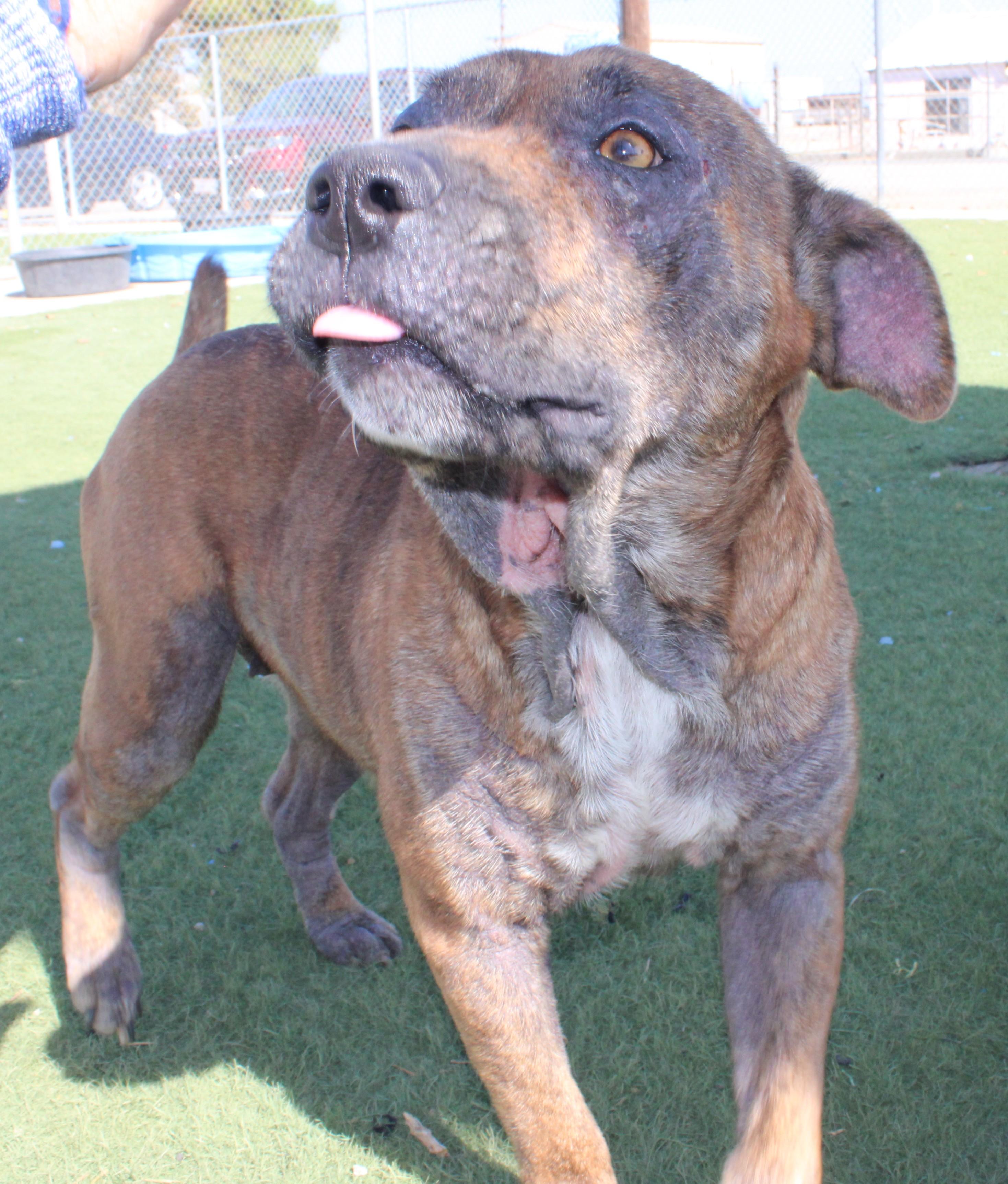 Josie, ADOPTABLE, Adult Female Pit Bull Terrier & Shepherd.