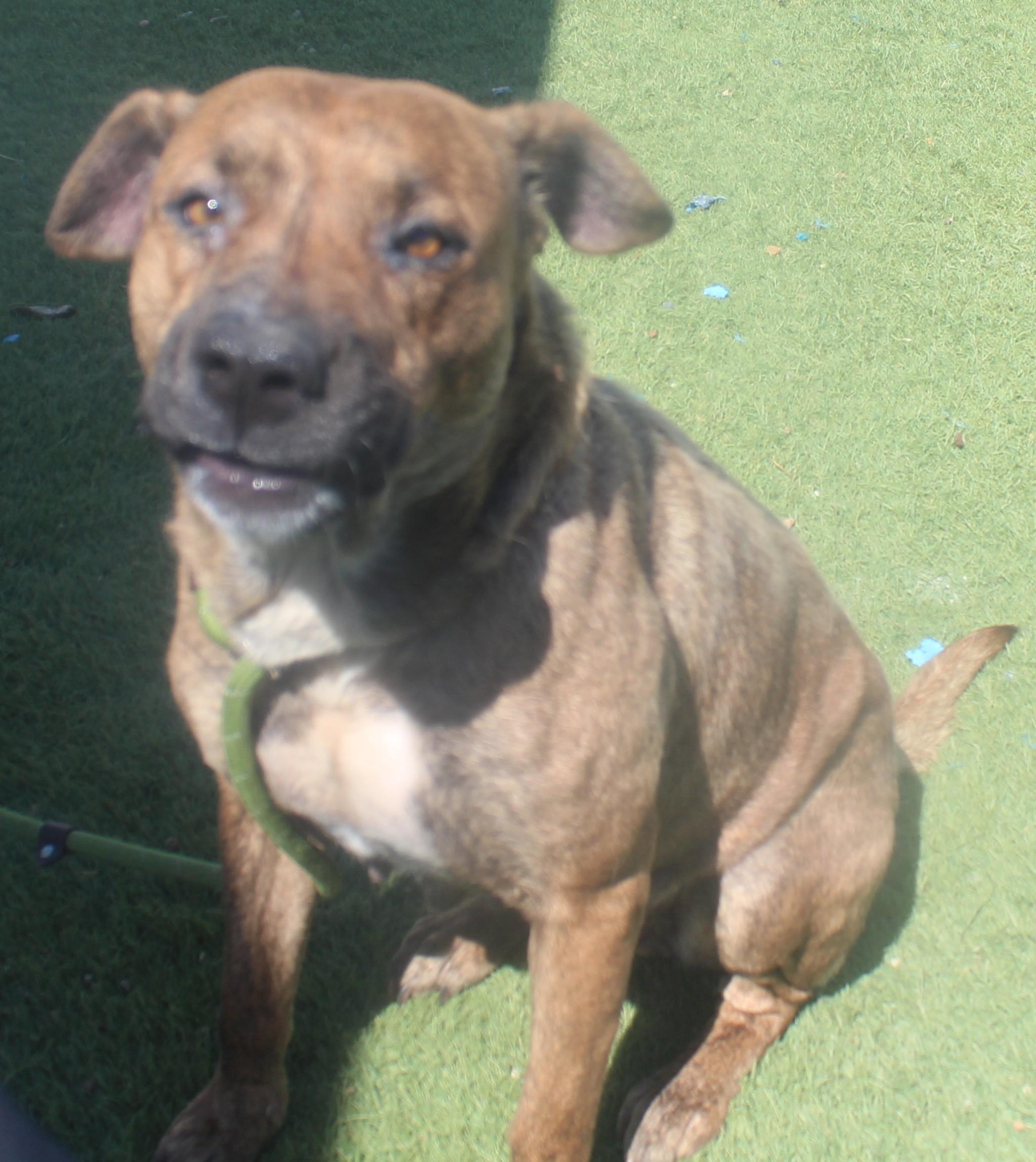 Josie, a ADOPTABLE mixed breed in Wasco, CA image 4/6