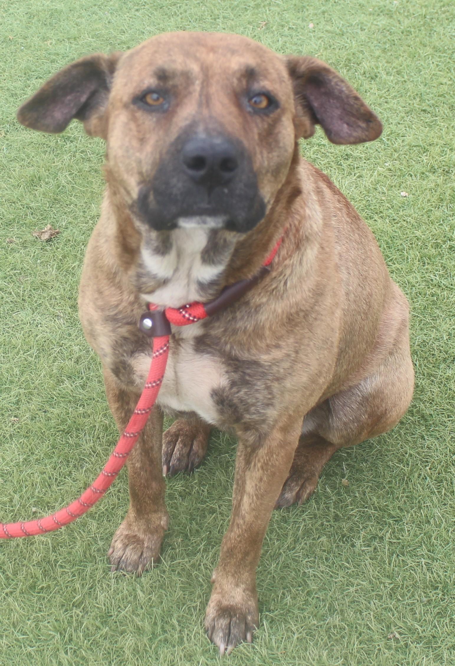 Enlarge Josie, a ADOPTABLE mixed breed in Wasco, CA image 5/6