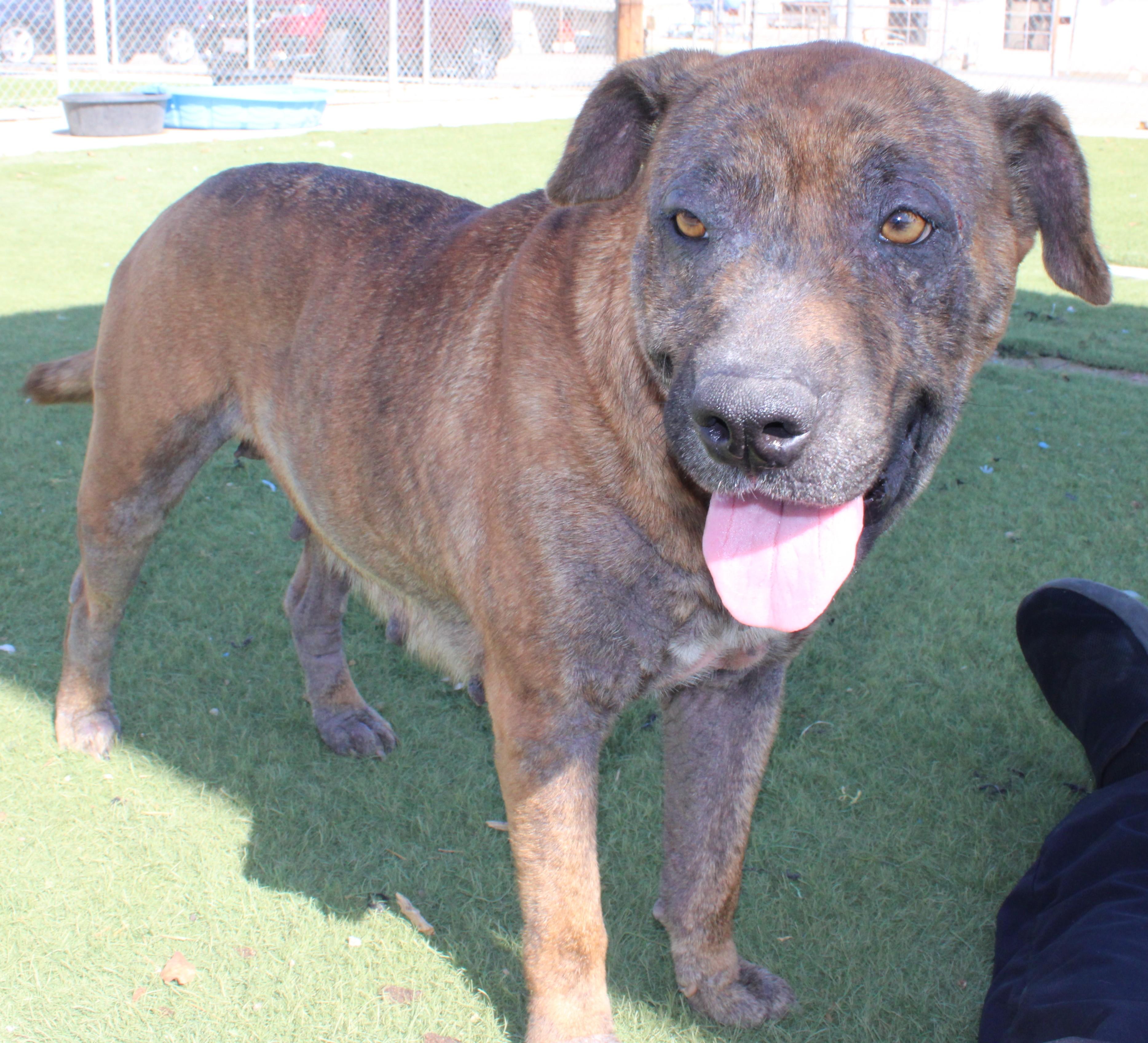 Enlarge Josie, a ADOPTABLE mixed breed in Wasco, CA image 2/6