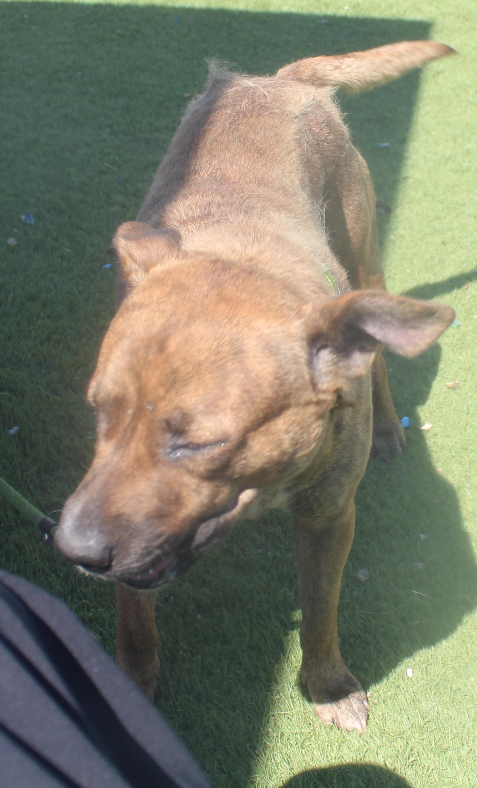 Josie, a ADOPTABLE mixed breed in Wasco, CA image 5/6