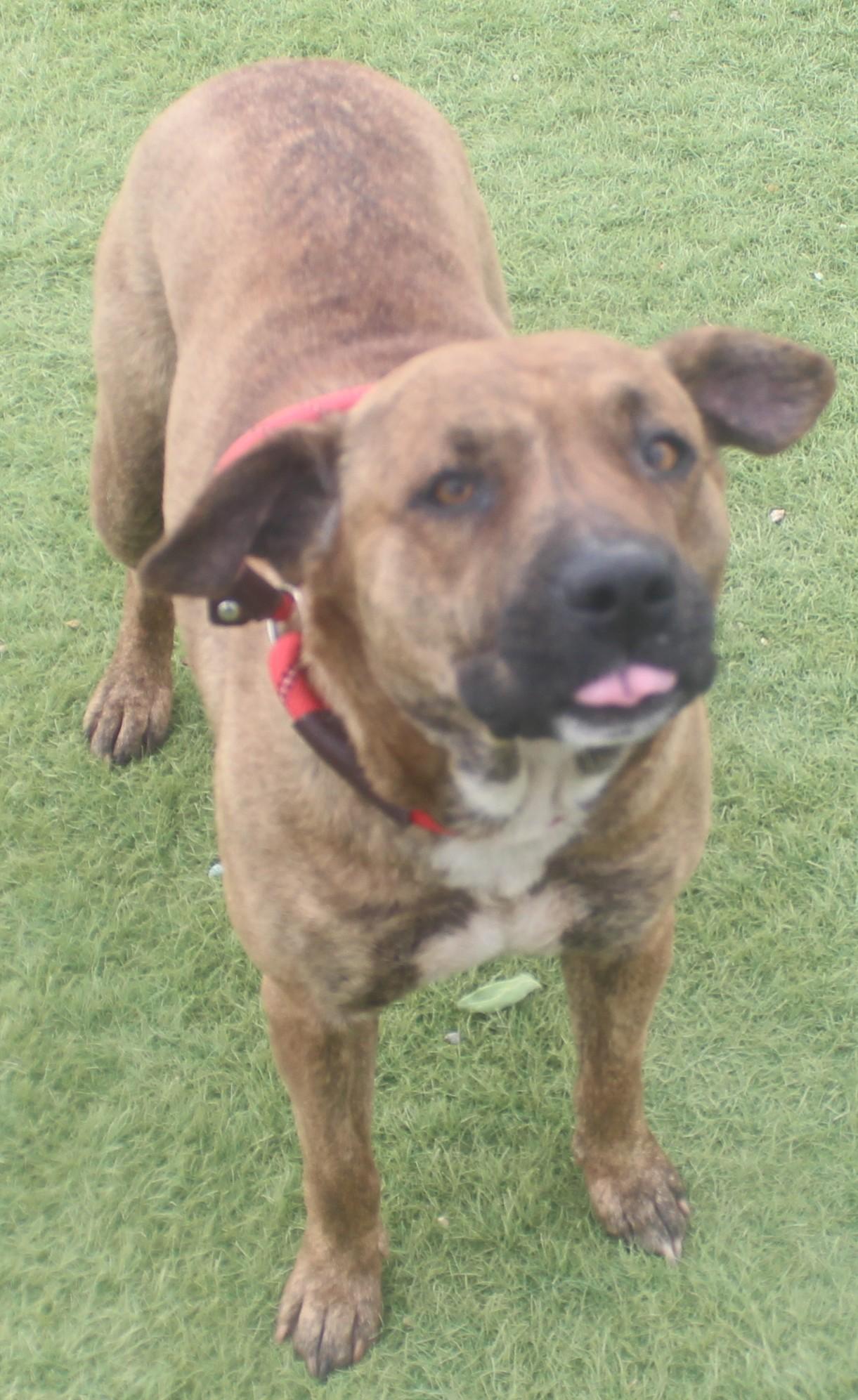 Enlarge Josie, a ADOPTABLE mixed breed in Wasco, CA image 2/6