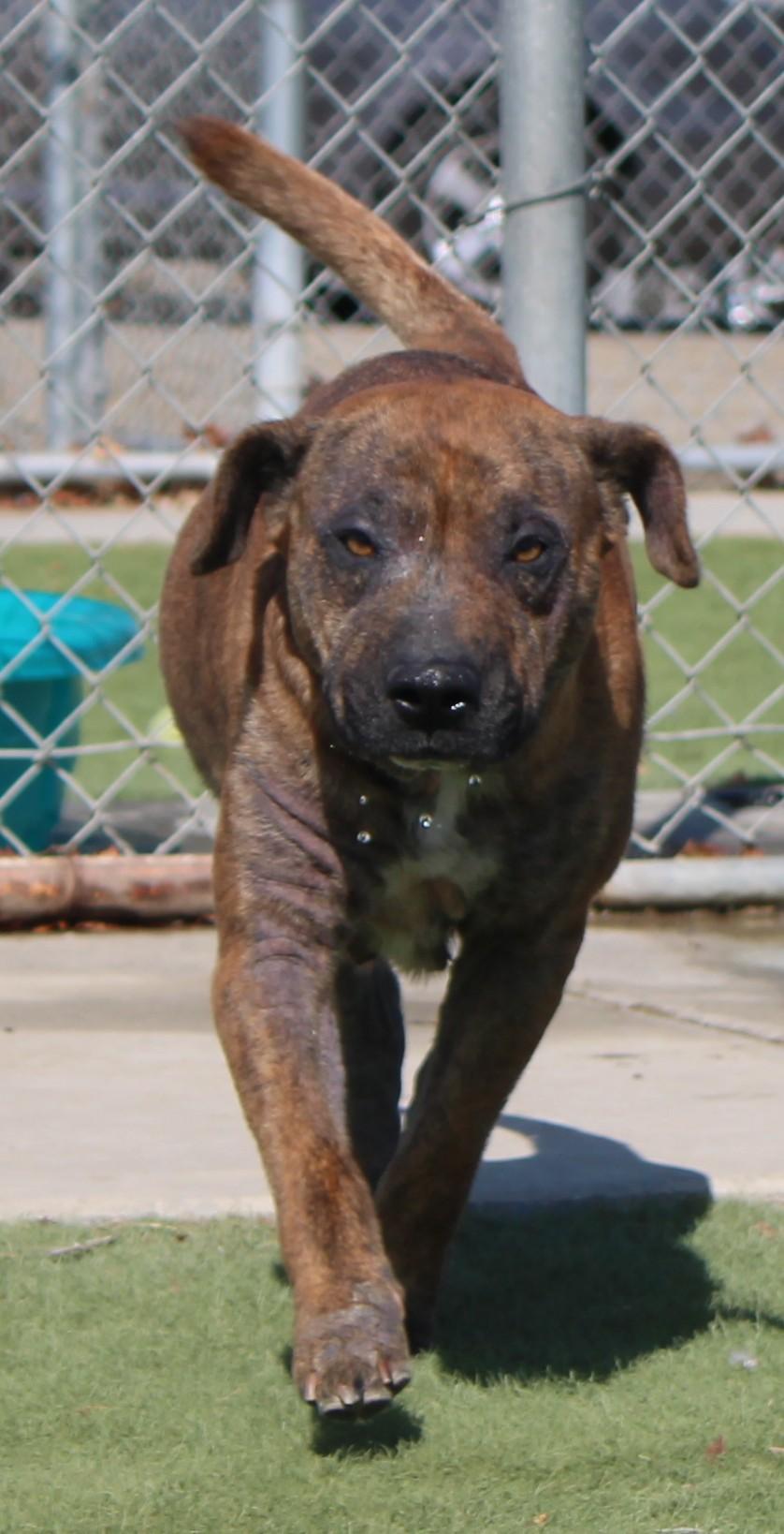 Enlarge Josie, a ADOPTABLE mixed breed in Wasco, CA image 3/6