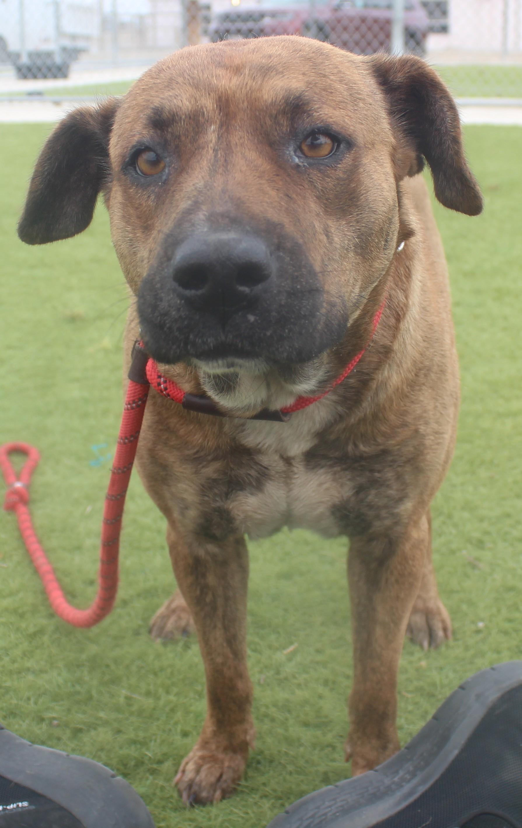 Enlarge Josie, a ADOPTABLE mixed breed in Wasco, CA image 4/6