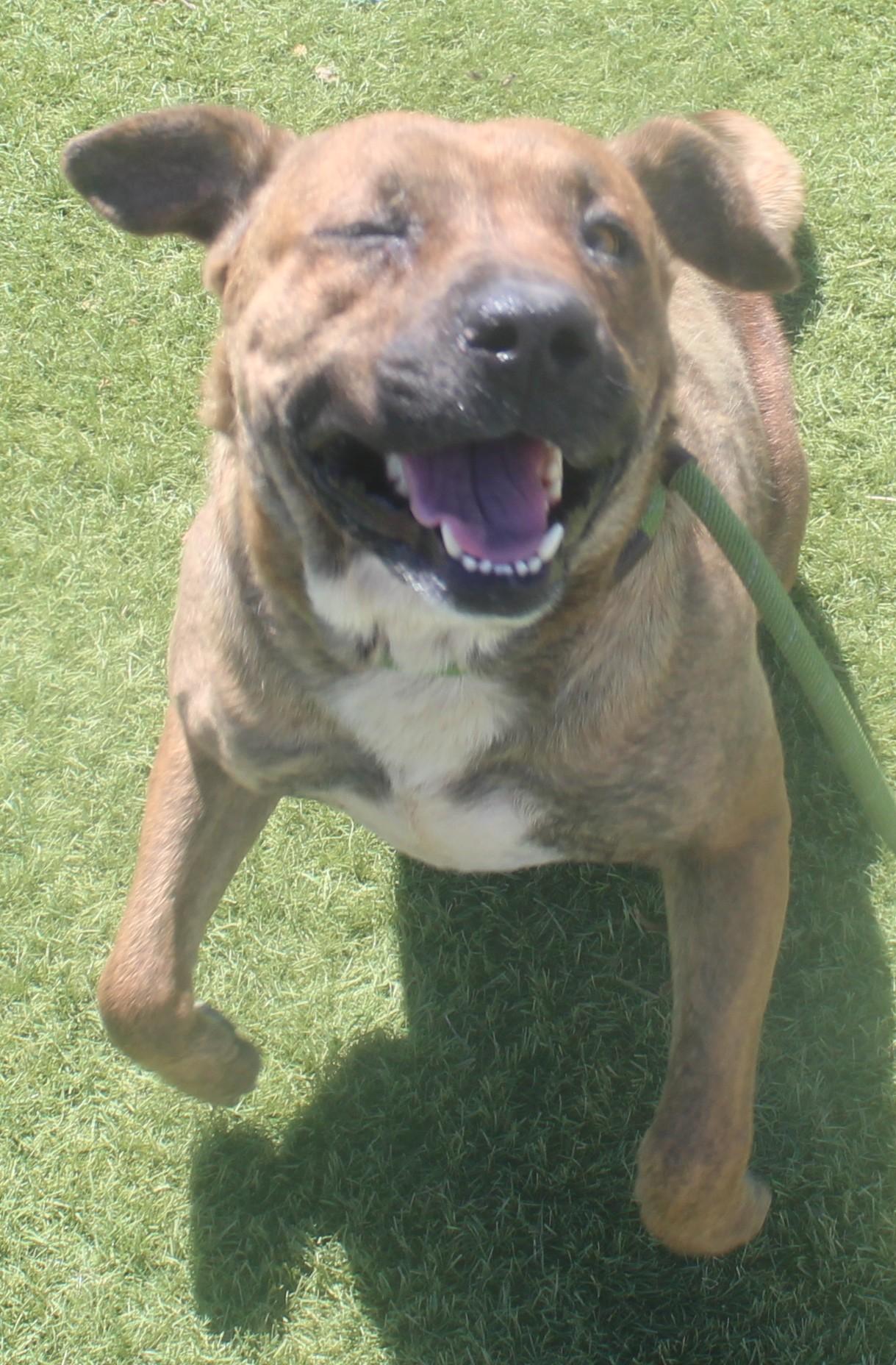Josie, a ADOPTABLE mixed breed in Wasco, CA image 3/6