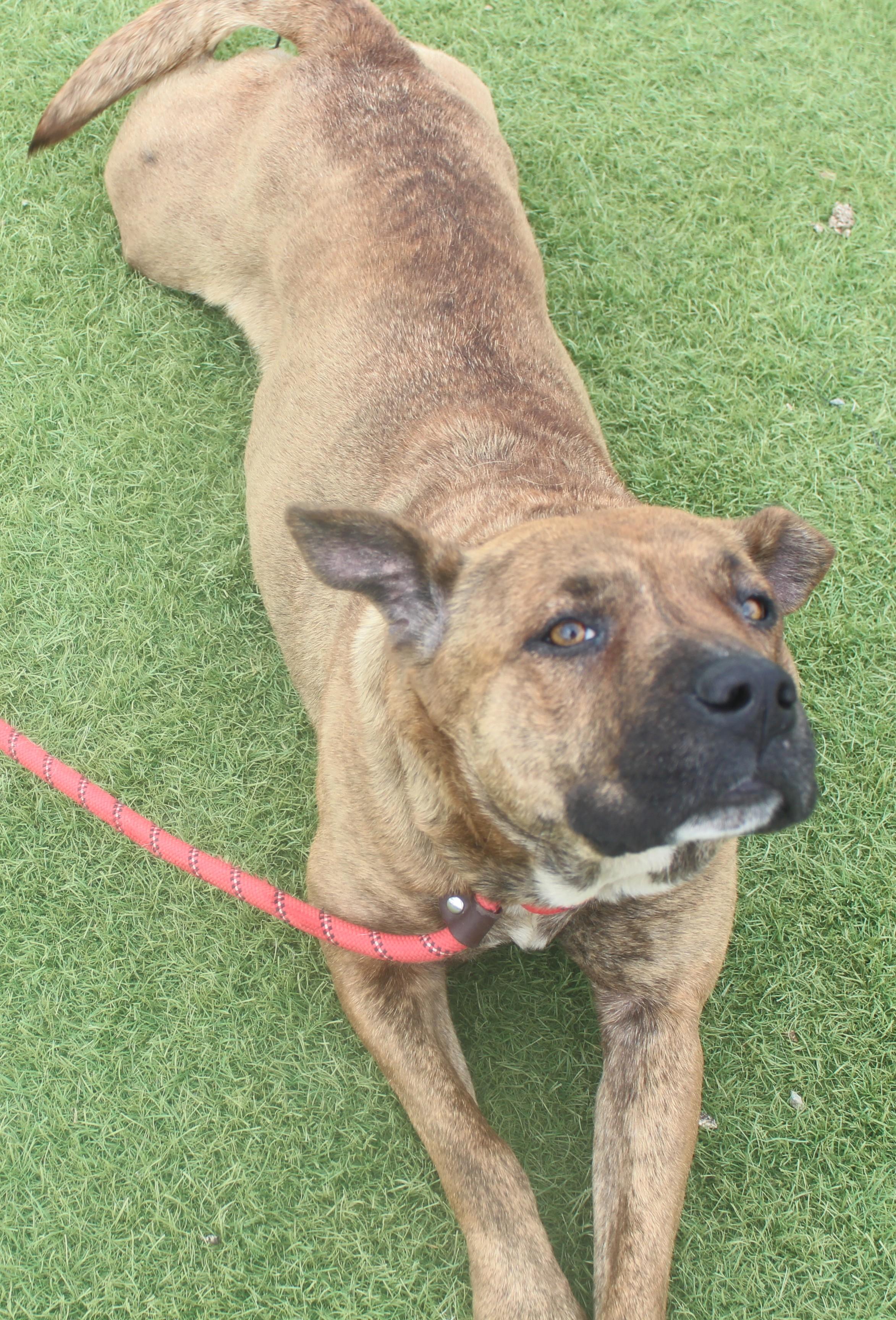 Enlarge Josie, a ADOPTABLE mixed breed in Wasco, CA image 3/6